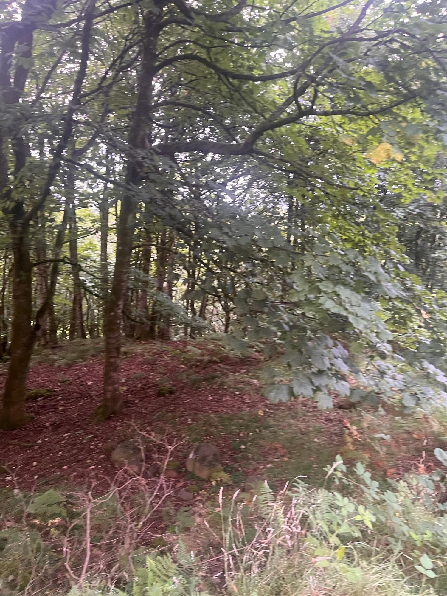 Bowie Wood