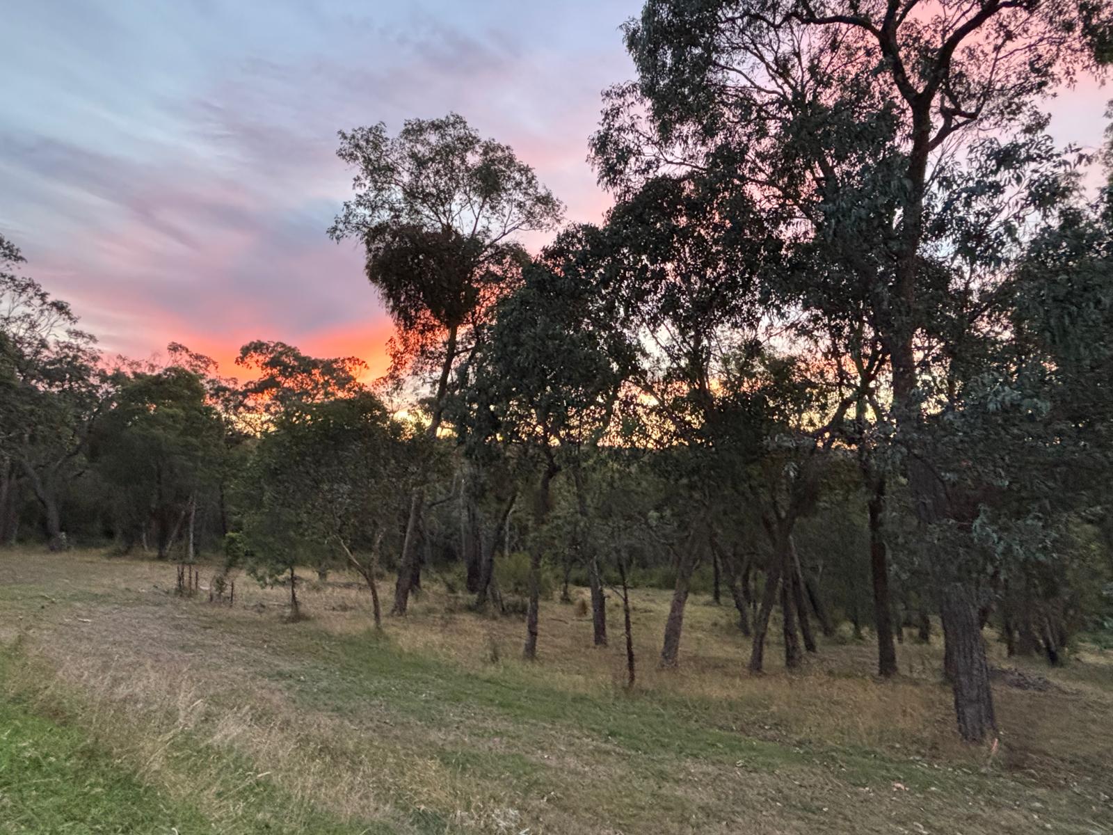 Yellow Gum - Yarra Valley VIC - 3139