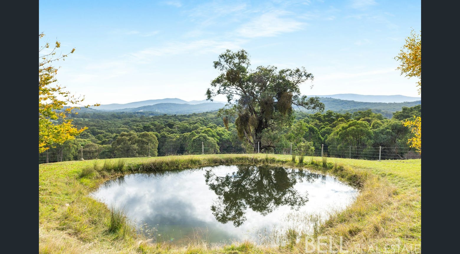 Yellow Gum - Yarra Valley VIC - 3139