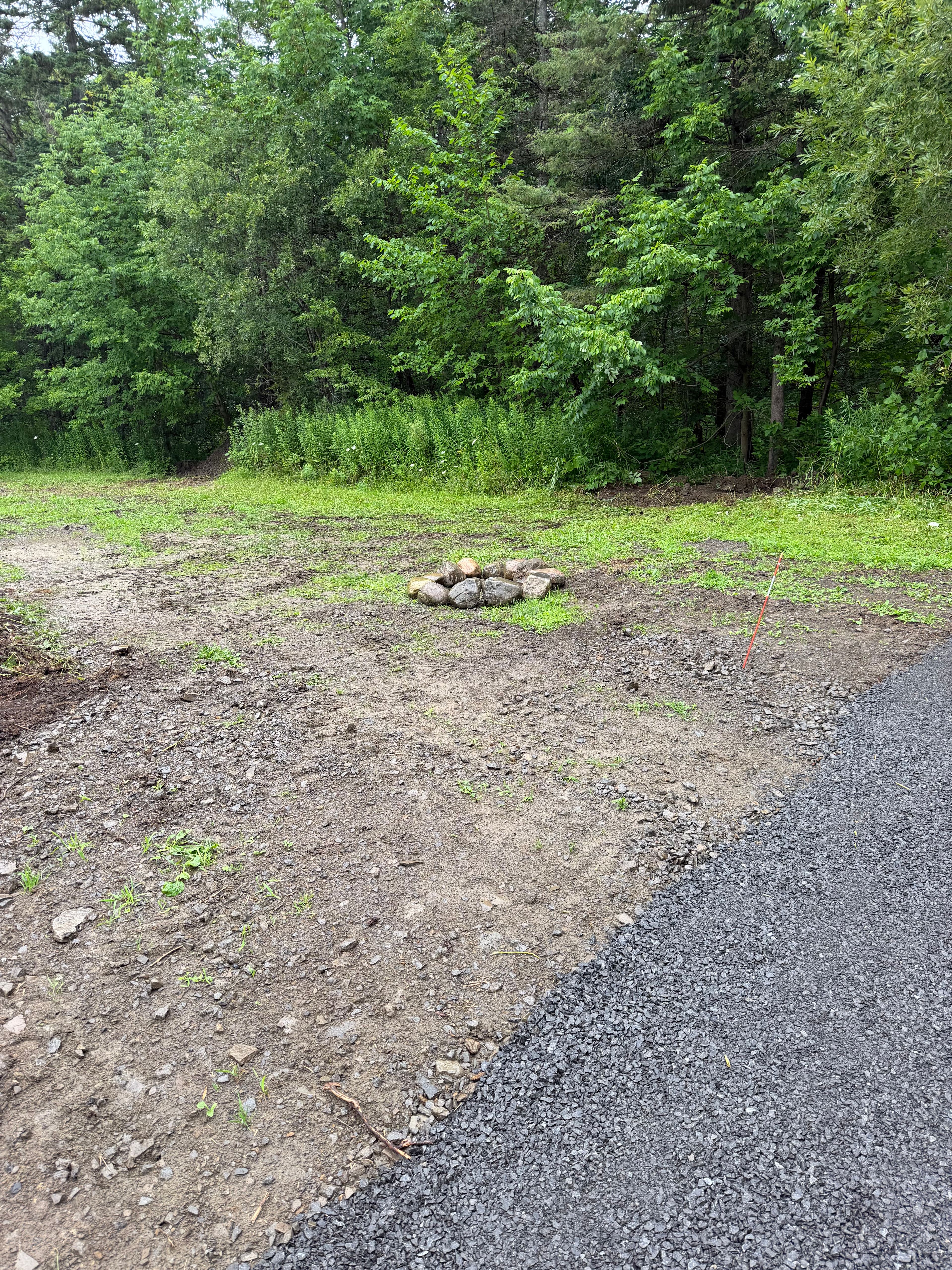 Tug Hill Pines
