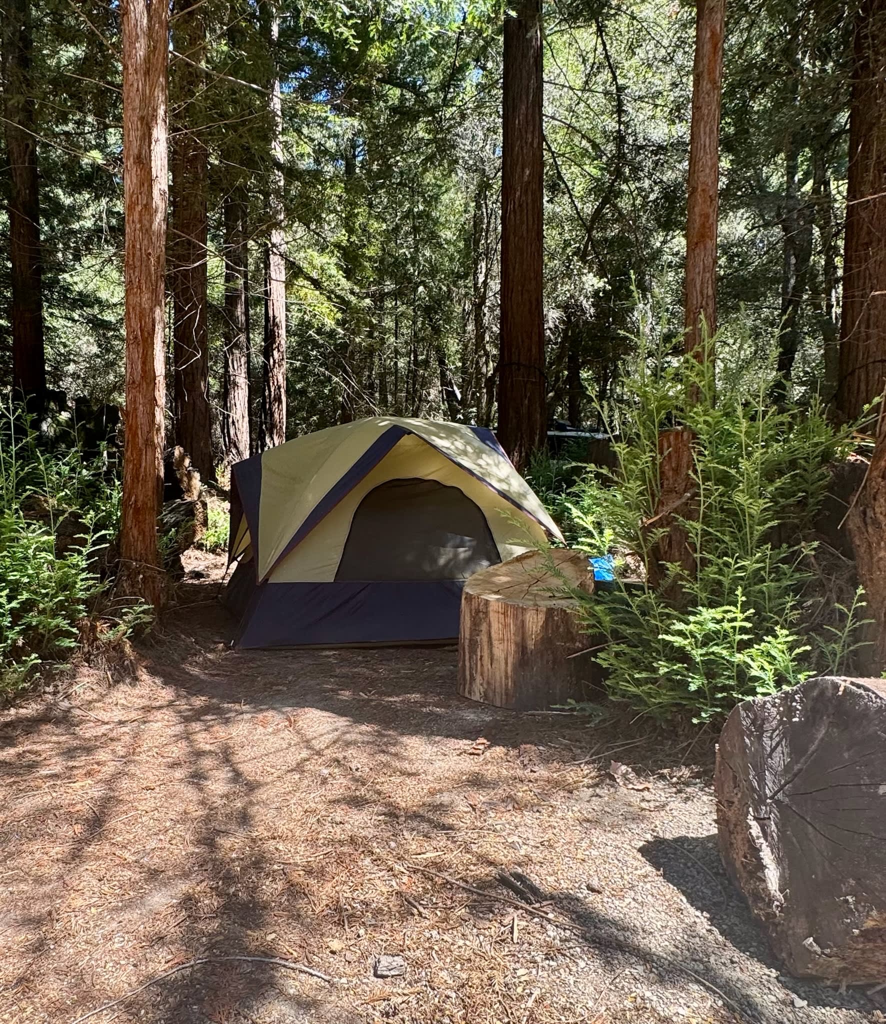 Under the Coastal Redwoods