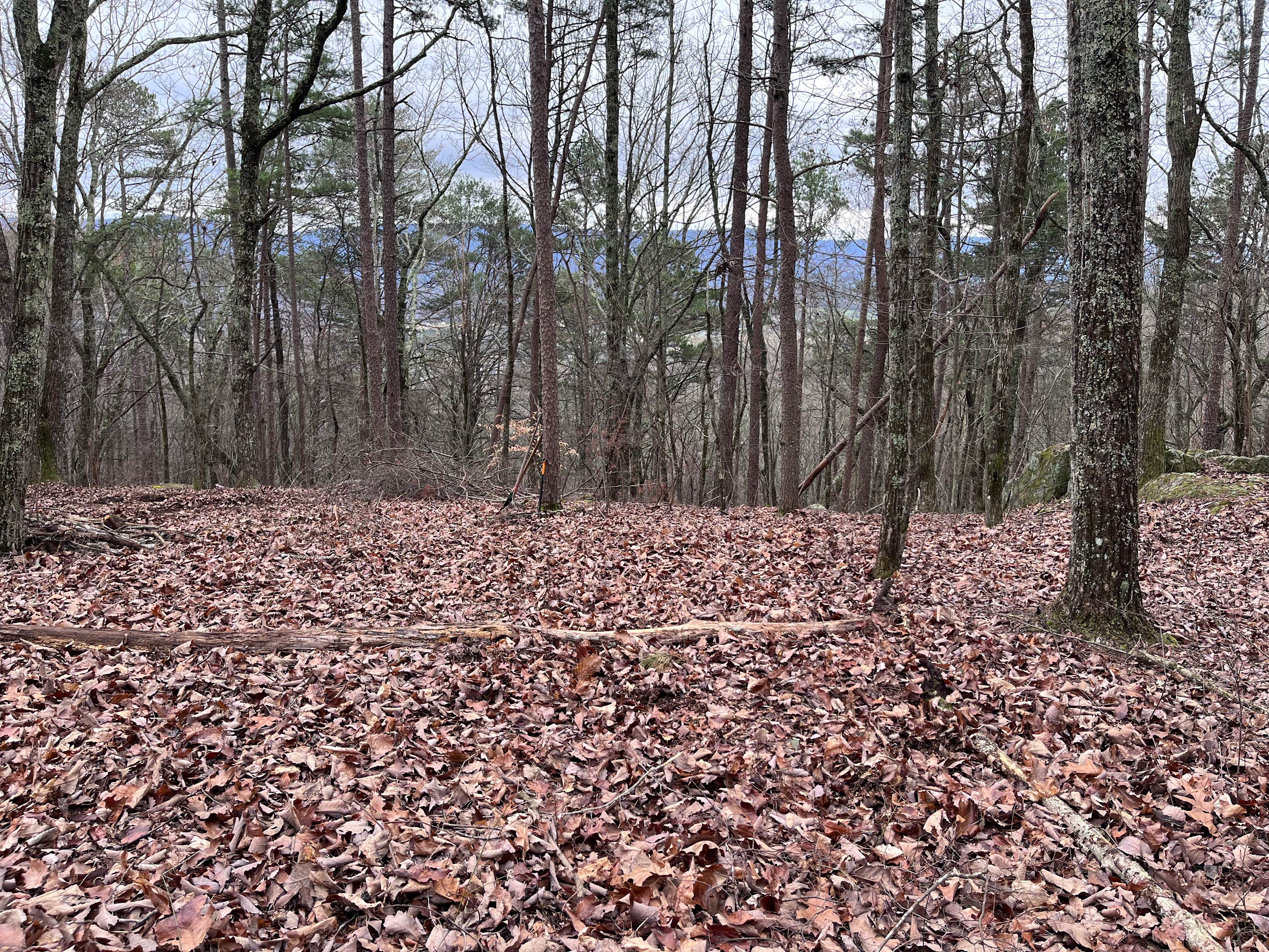 Bluebird Hollow