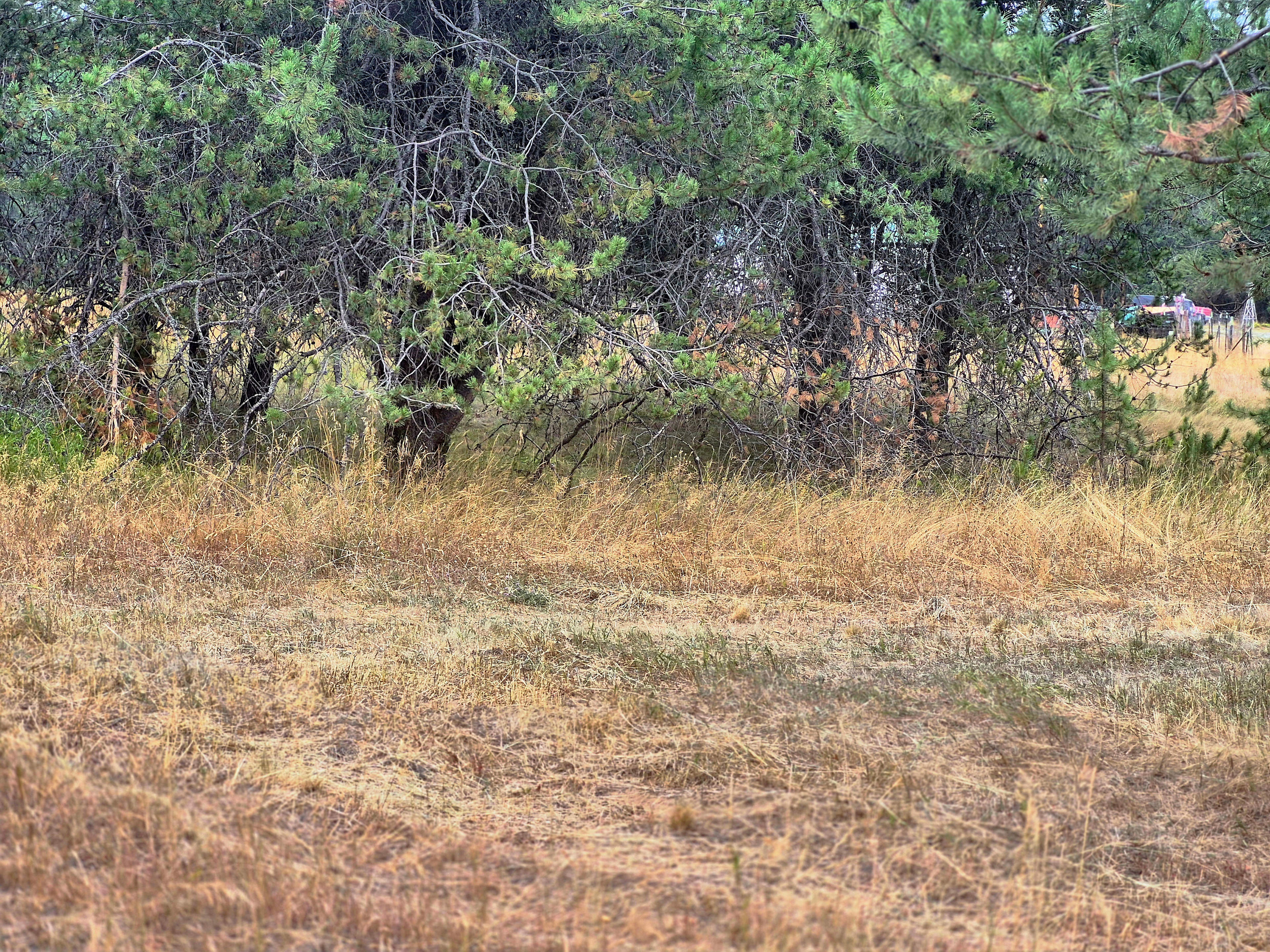 Priest River Meadow Rest