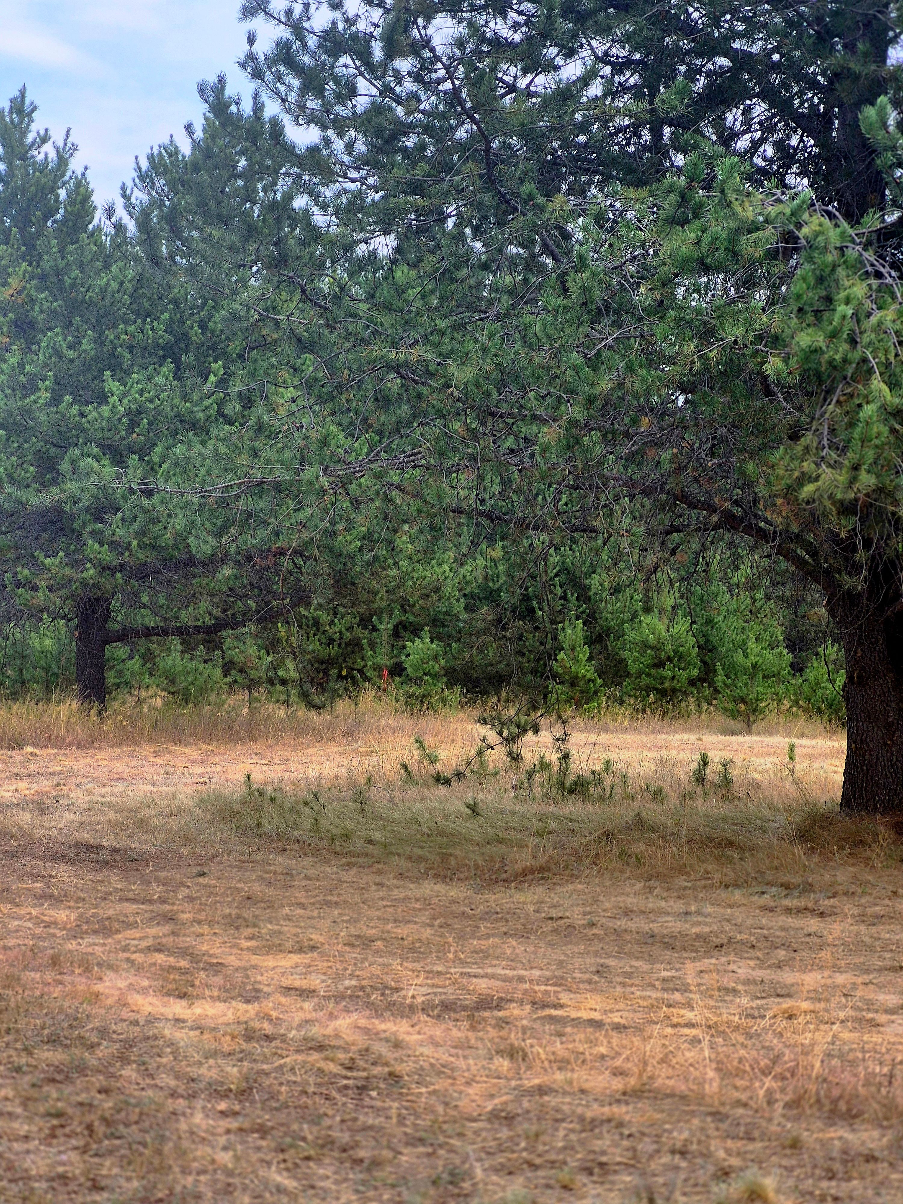 Priest River Meadow Rest