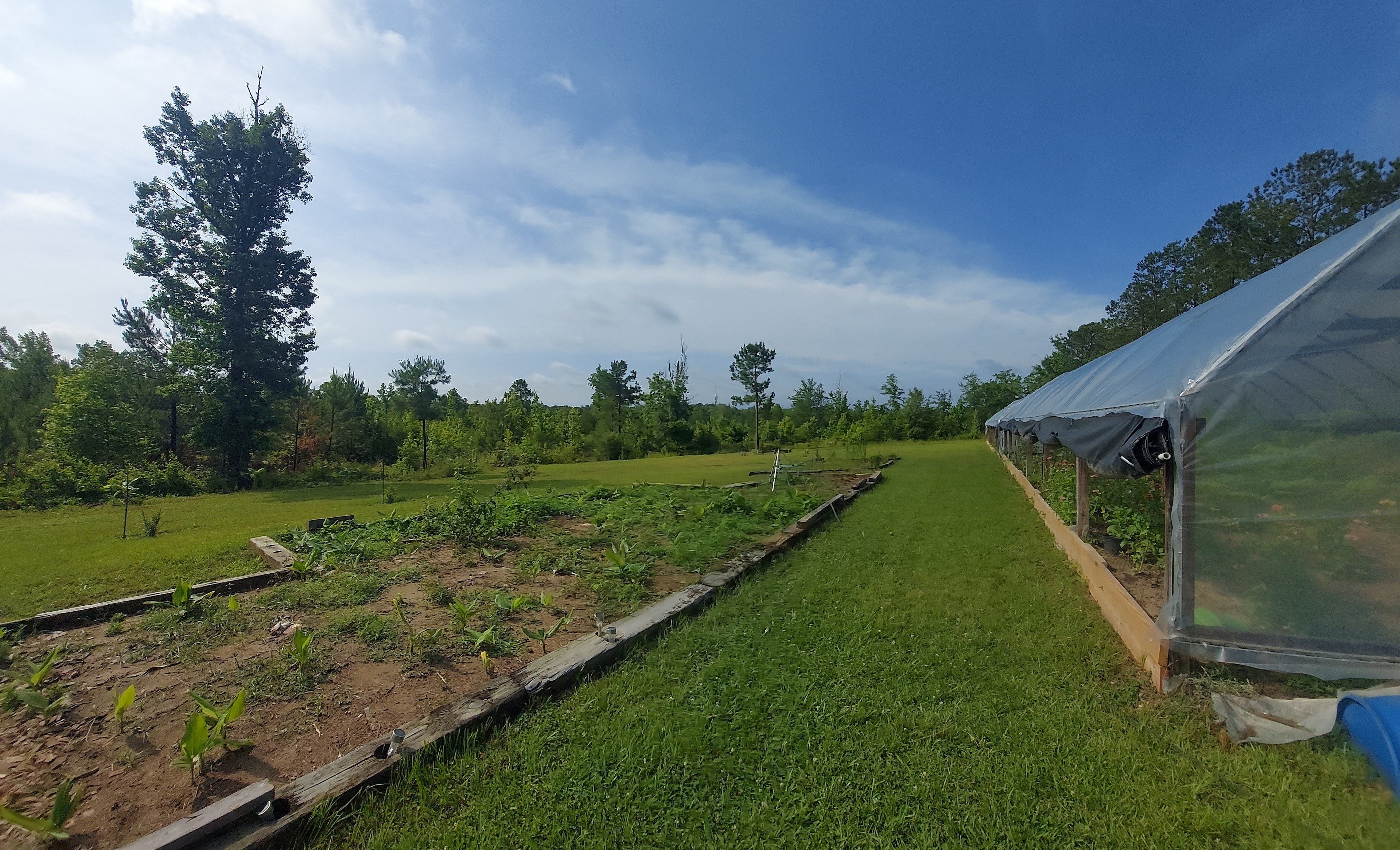 Shady Grove Road Blueberry Patch
