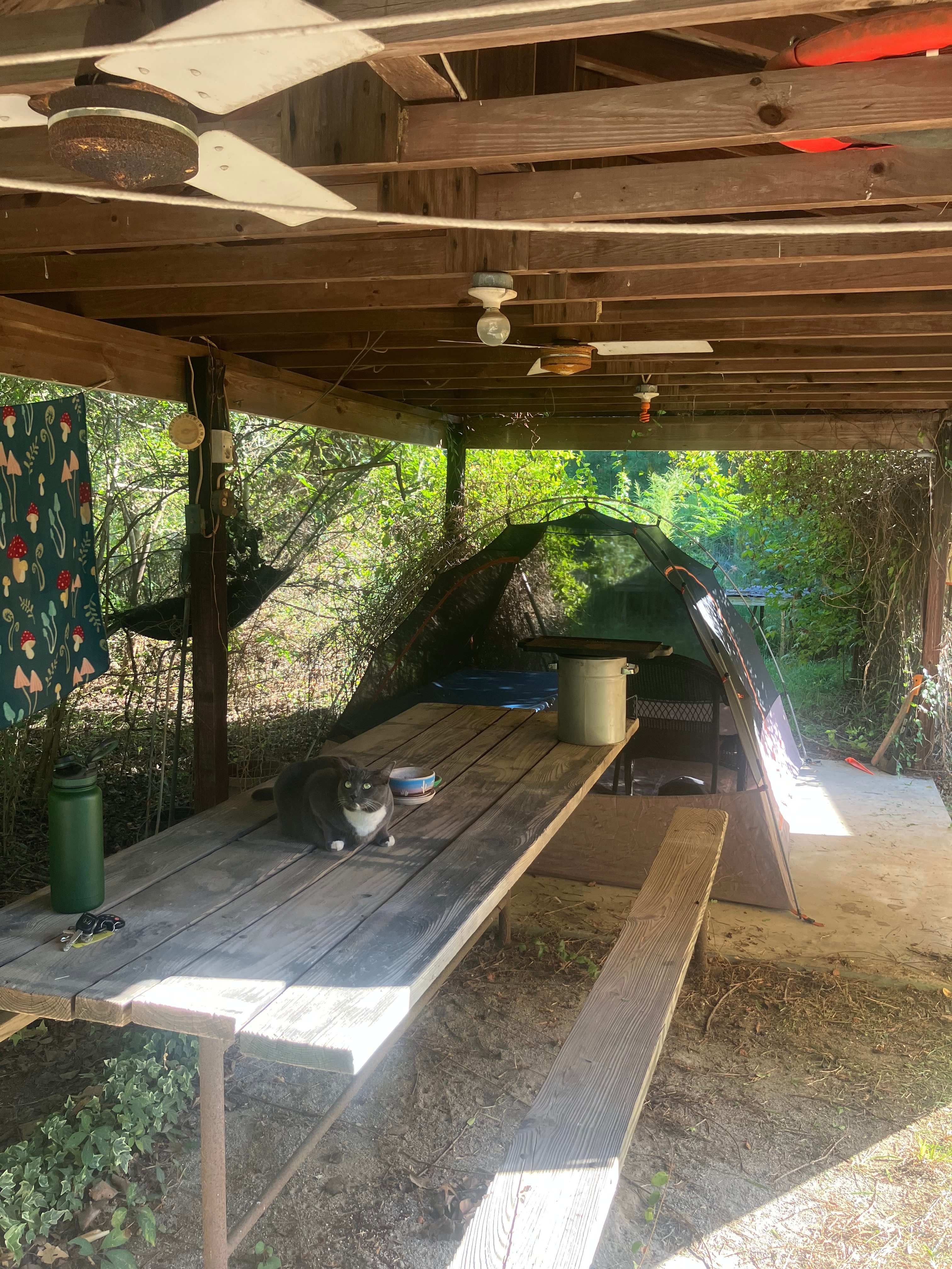Brat Cat Farm