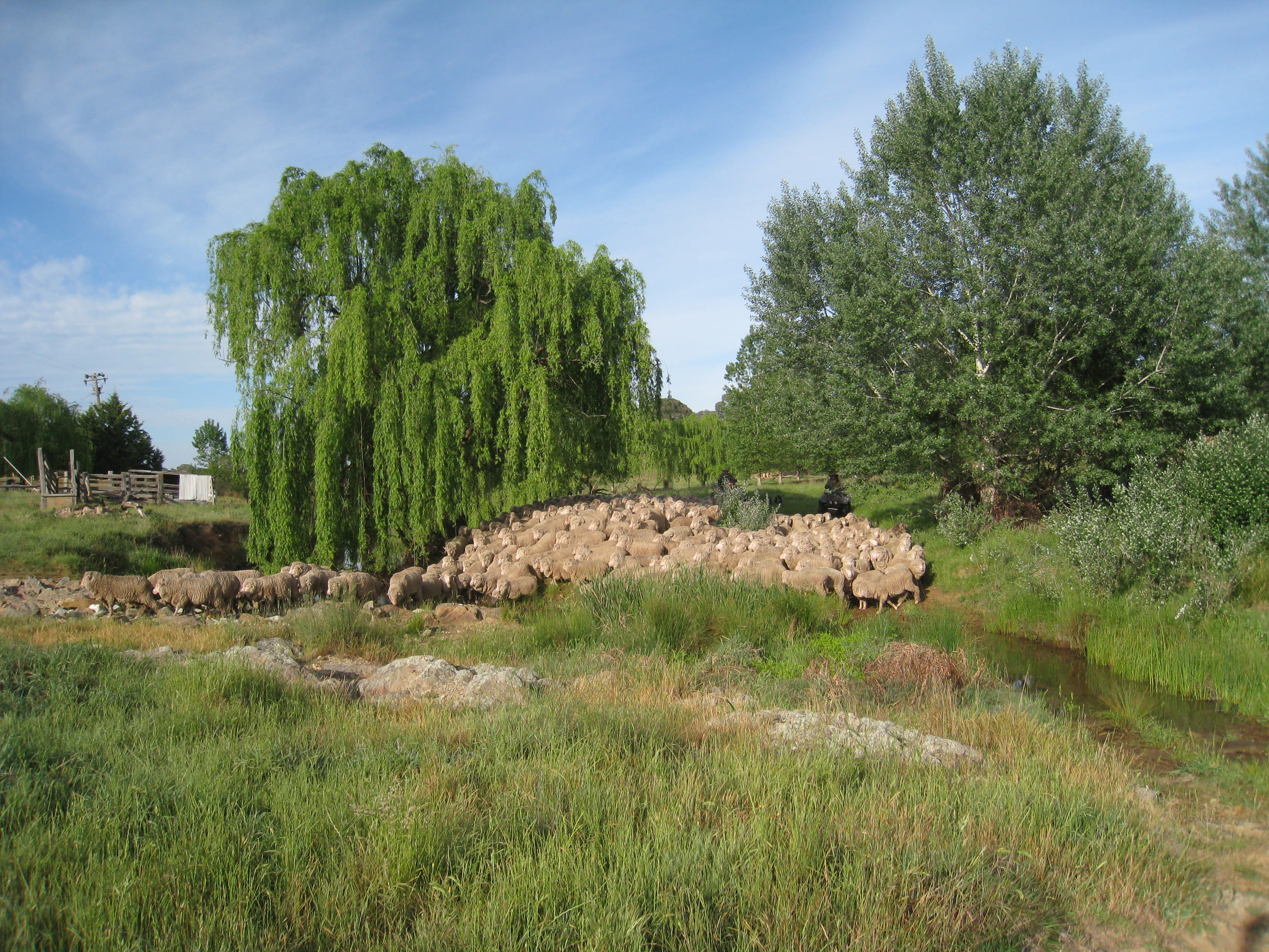 Maybe muster some sheep