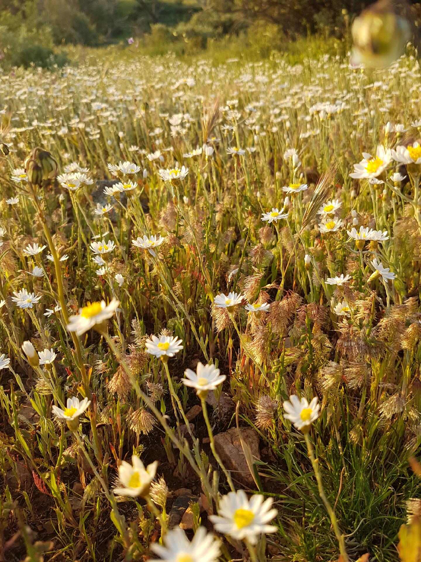 Spring time wildflowers