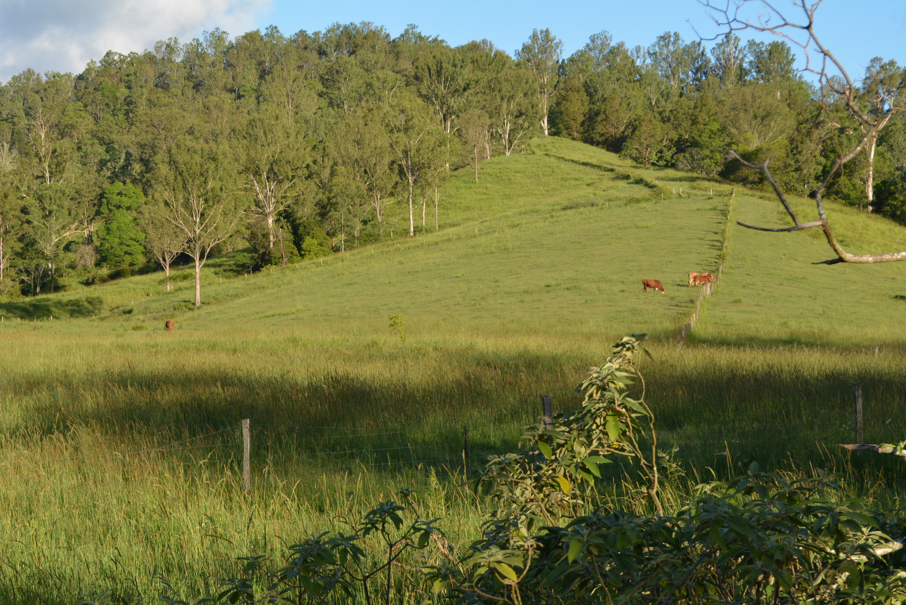 Beautiful  land