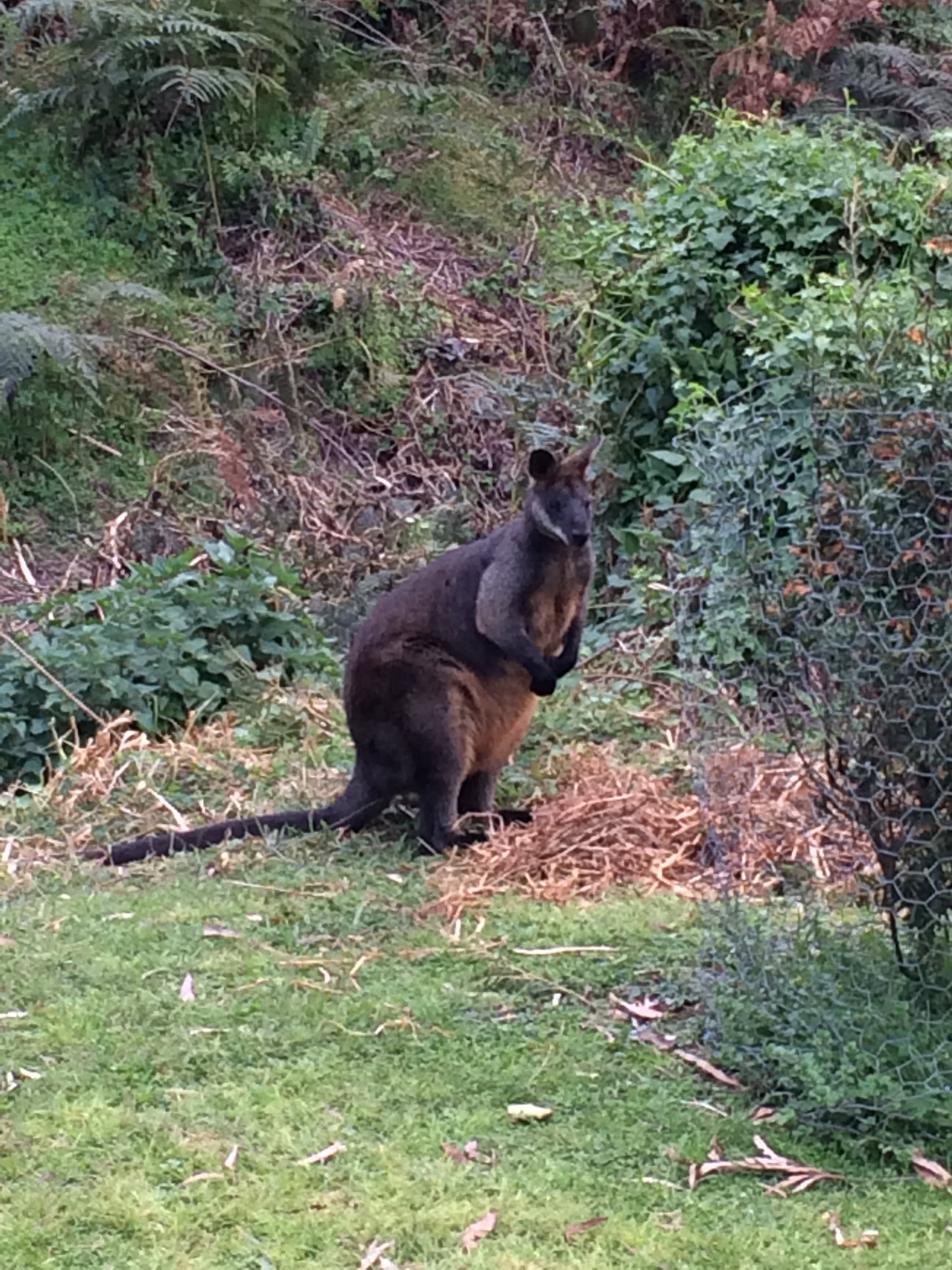 swamp wallaby