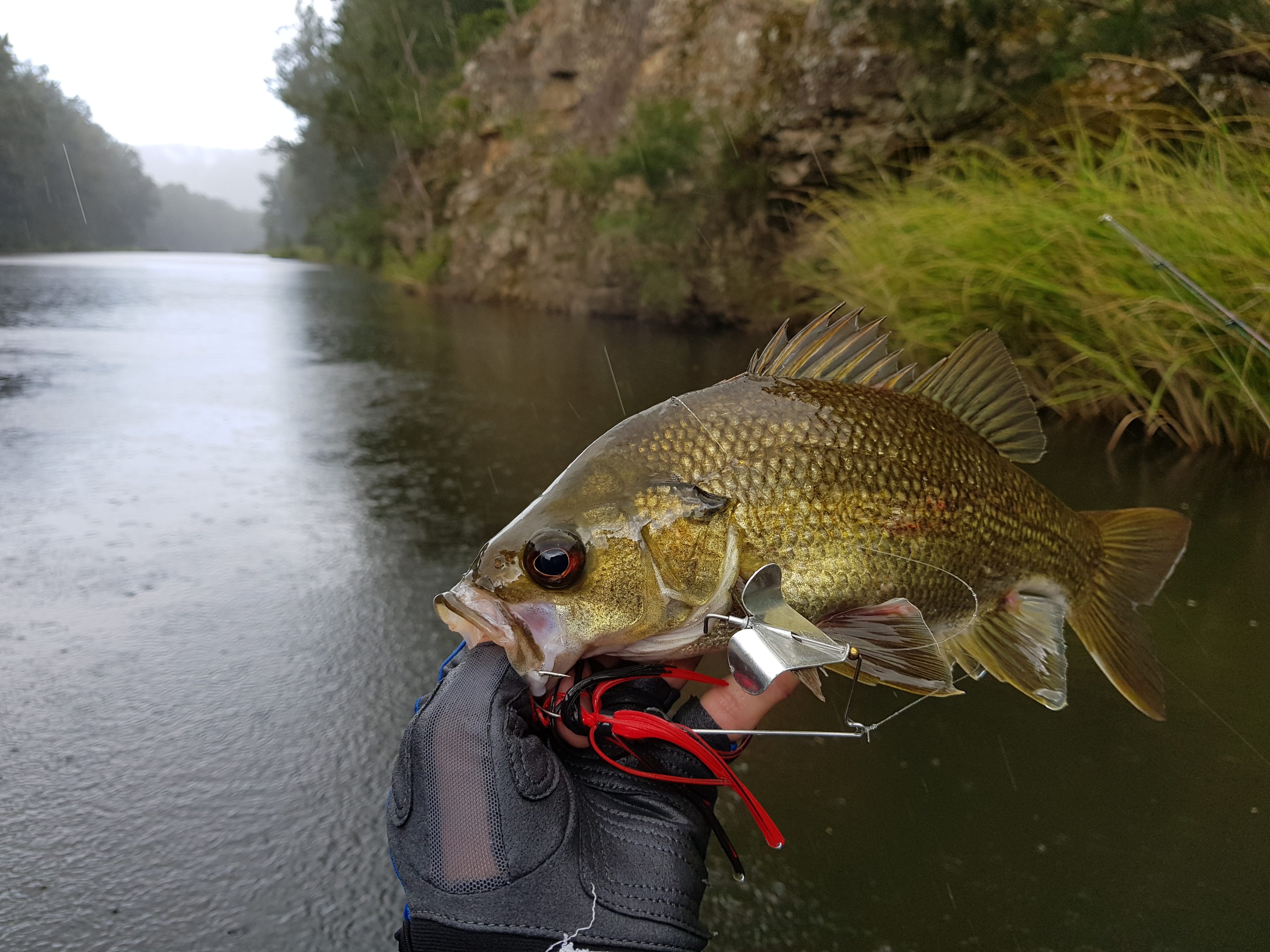 Spinnerbait at Fishermans Camp