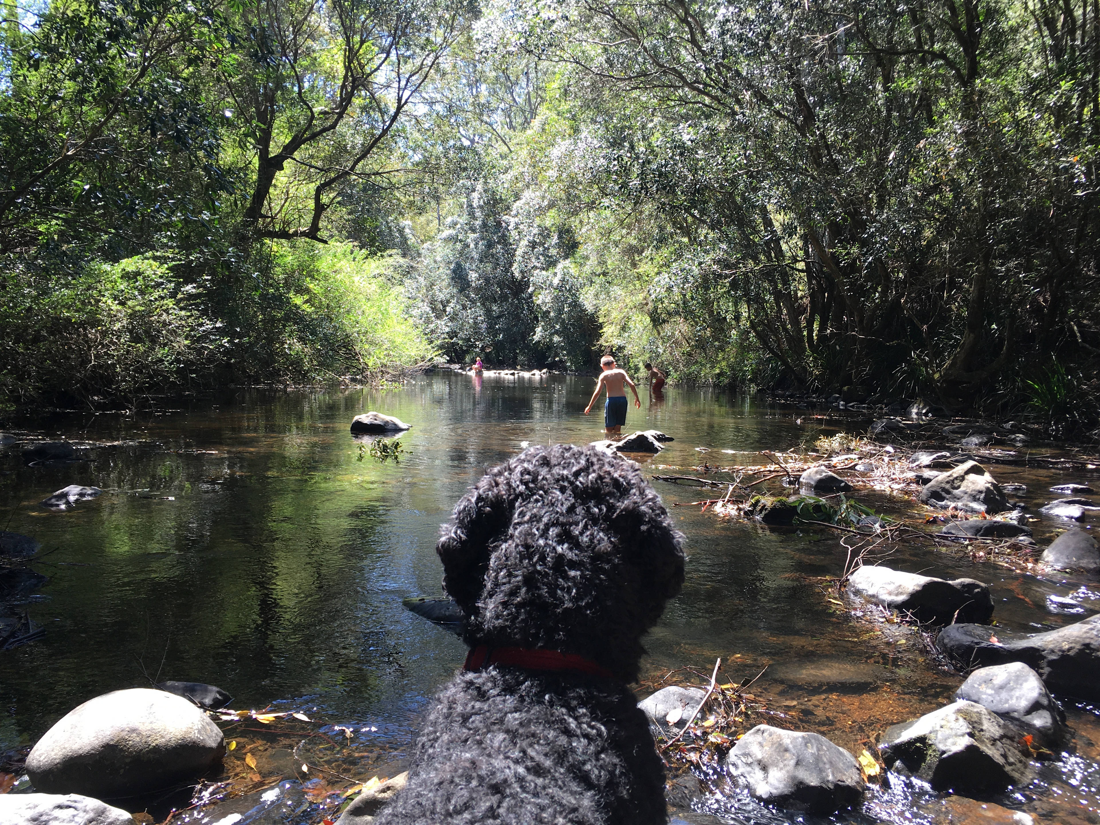 Bring your dog, or your kids