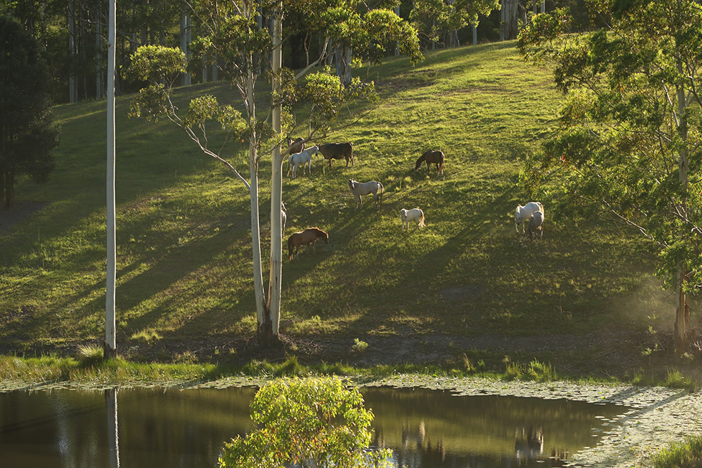 Crabbet herd at dam