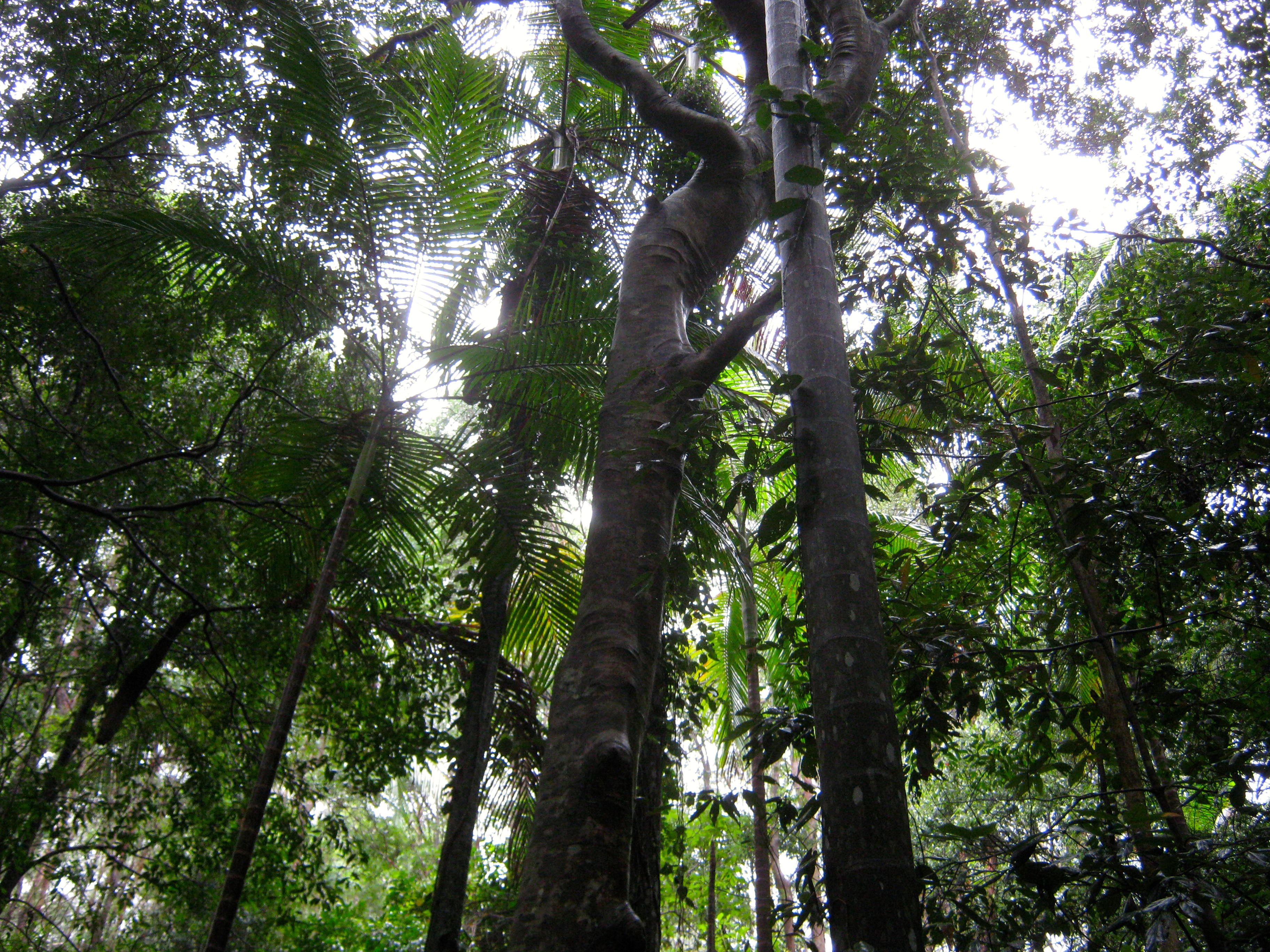 Rainforest in the Creek  opposite the site. Walk up and down the Creek or and sit and Meditate under the Palm Trees. 