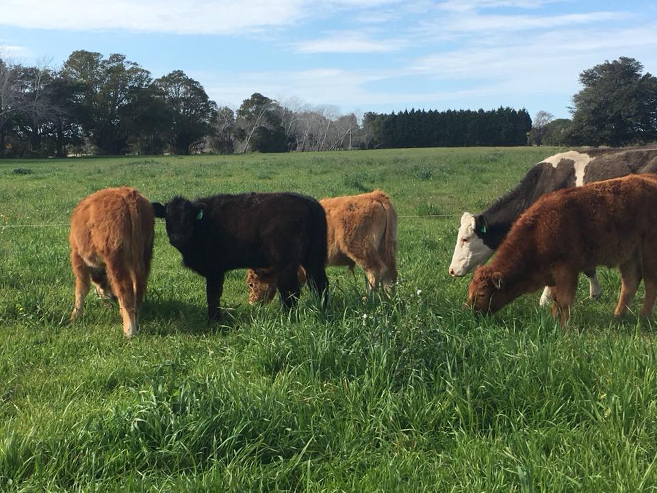 Misty Mountain Farm - Farm Stay