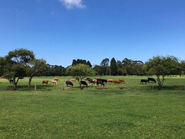 FB @mistymountainfarmbeef