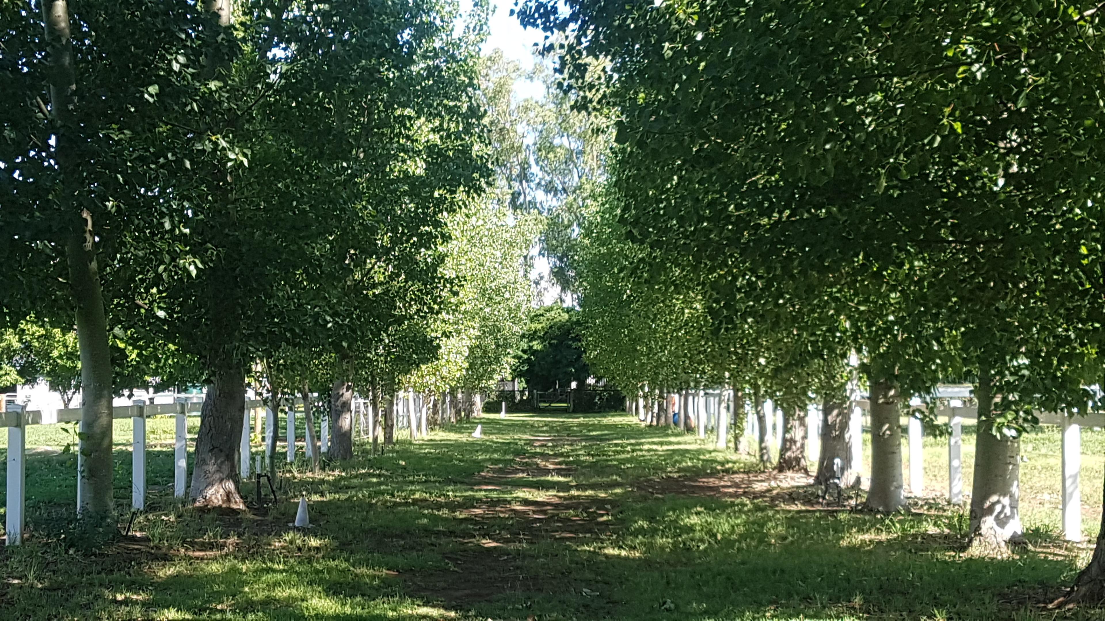 One of our shady lane ways 