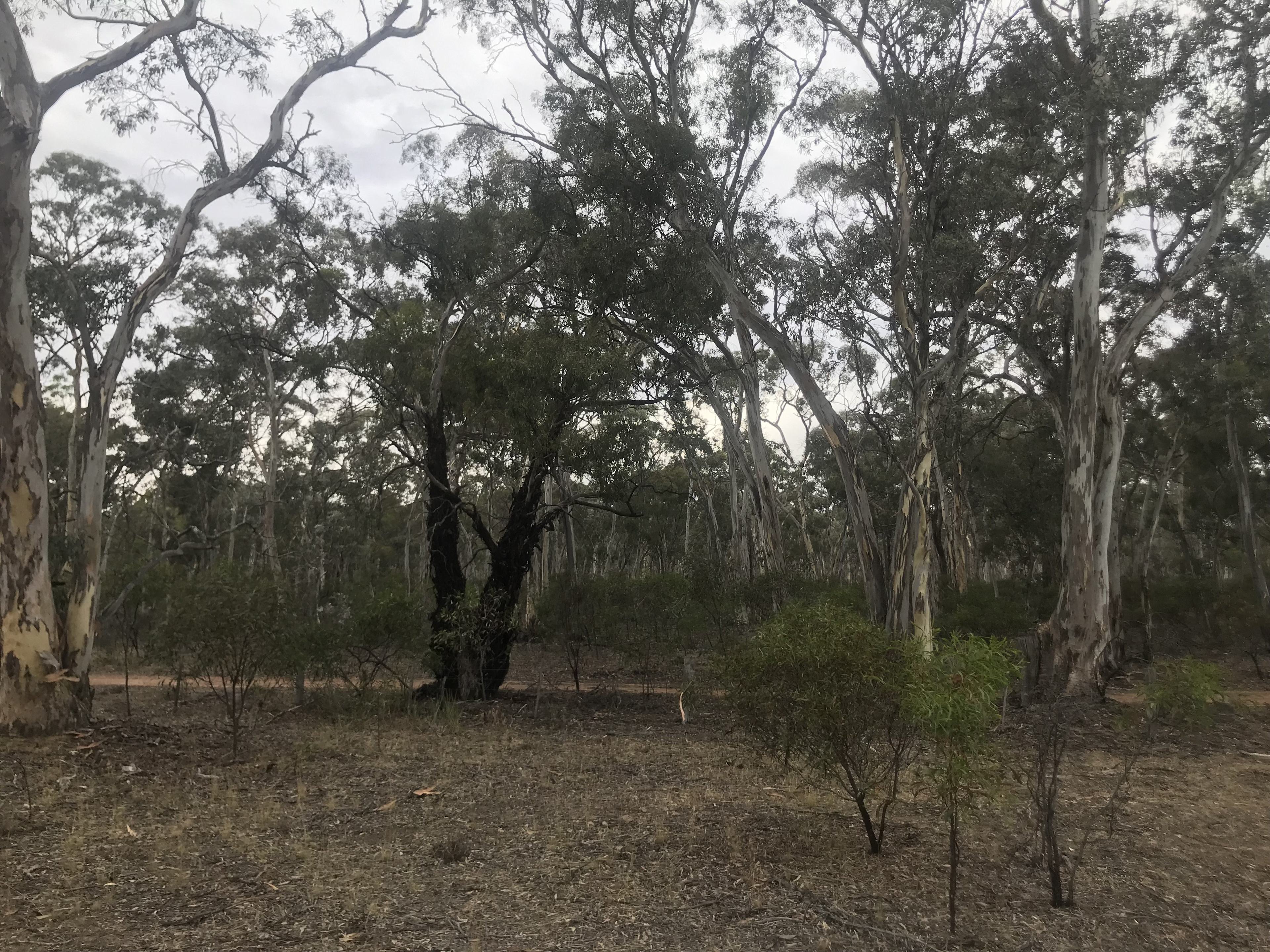 Eleutheria Grove
