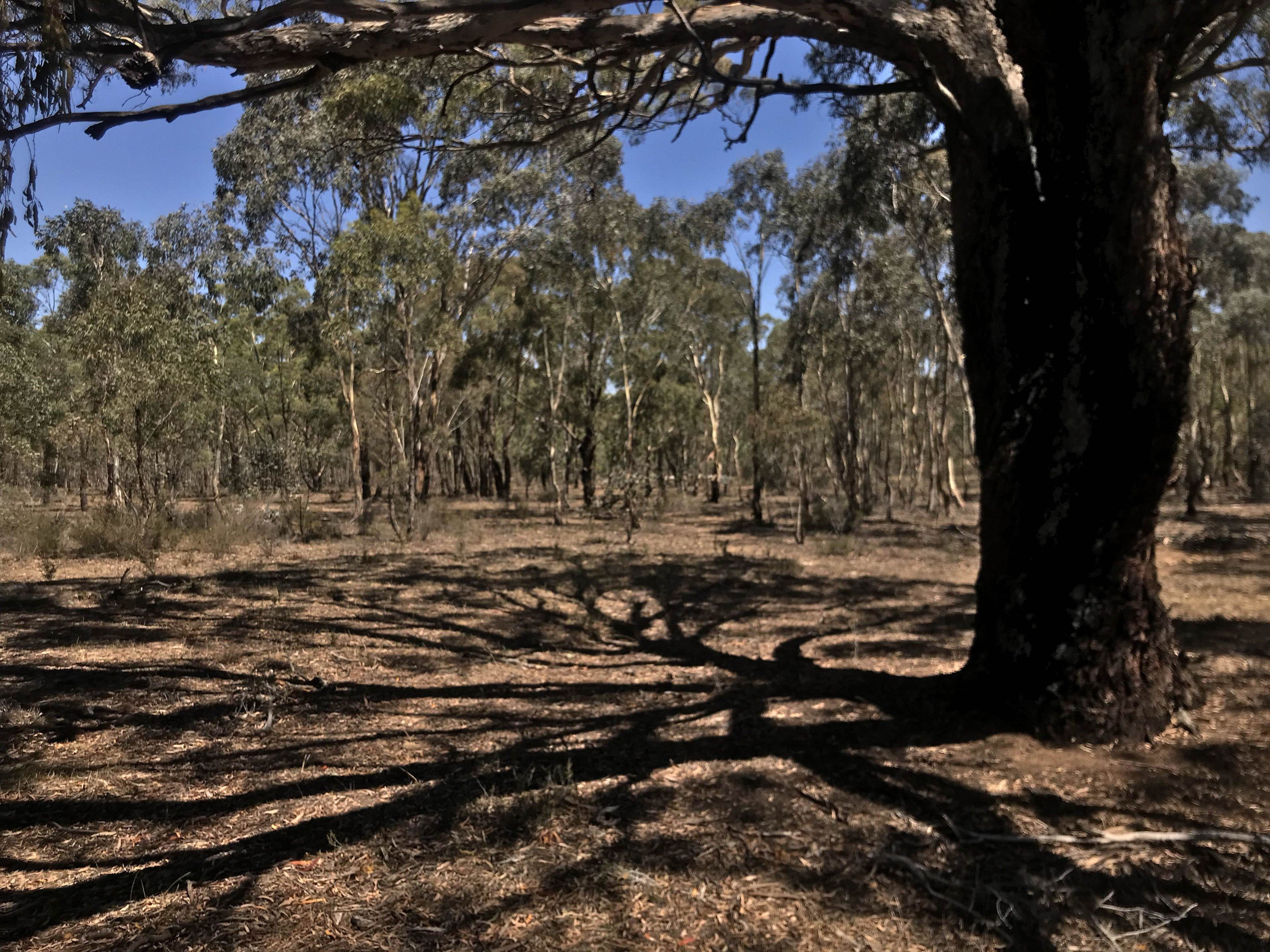Eleutheria Grove