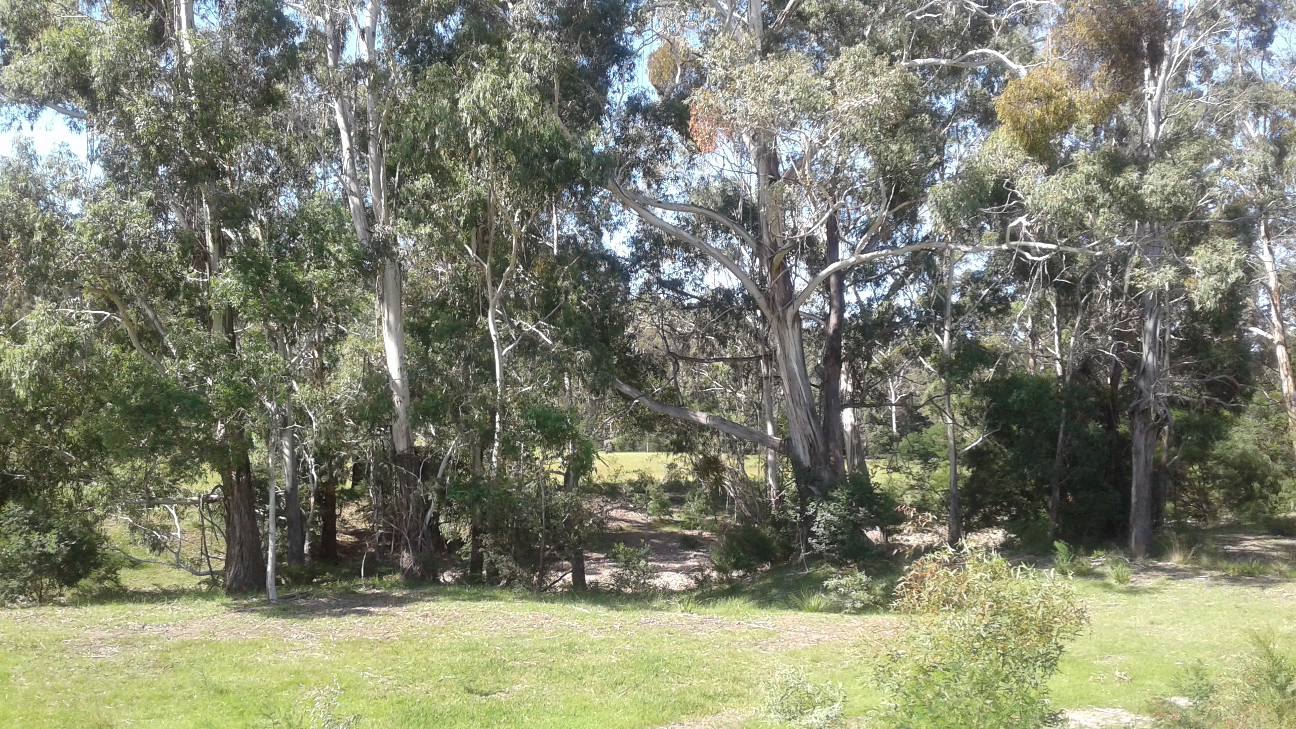 Near the gums along the creek at 2. Creekside