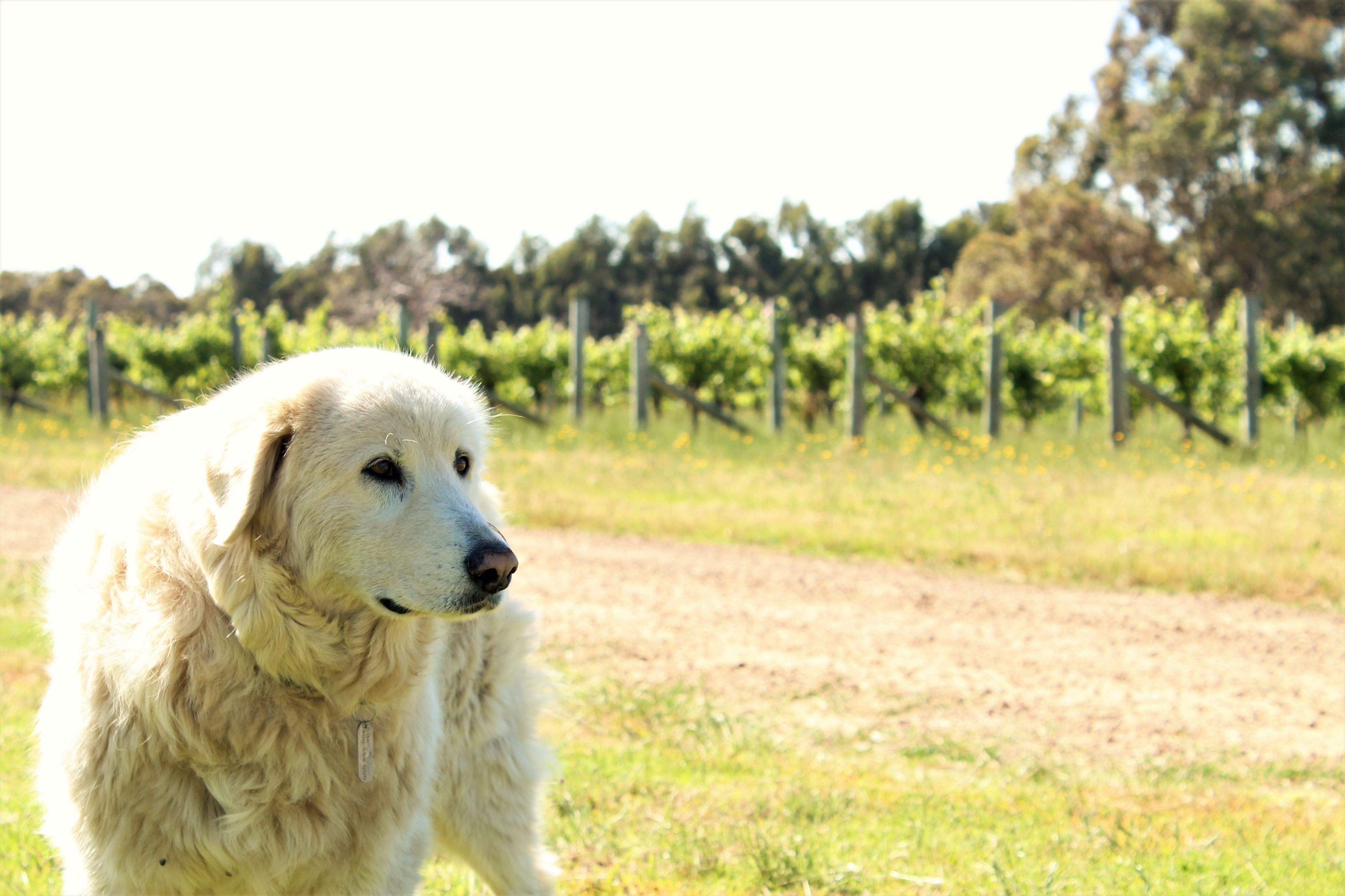 local security "Ella"