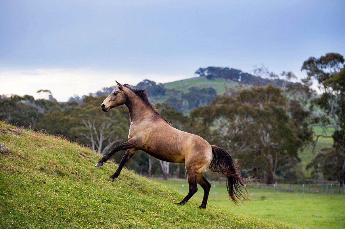 Australian Stock Horse