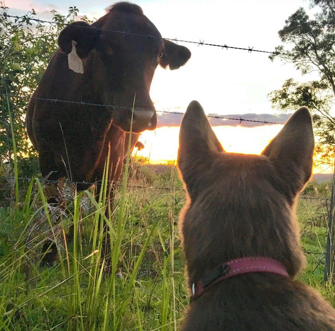 Friendly chat over the fence