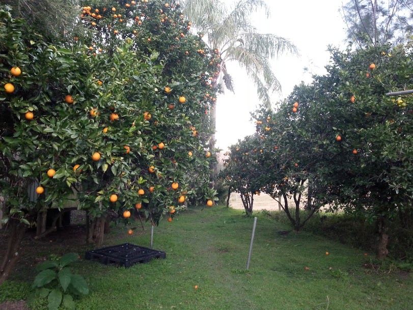 Nimbin Farm 101