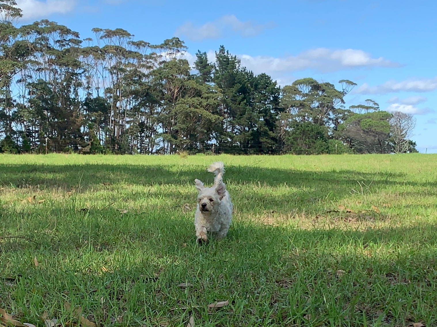Figtree Camp @ Mystery Bay