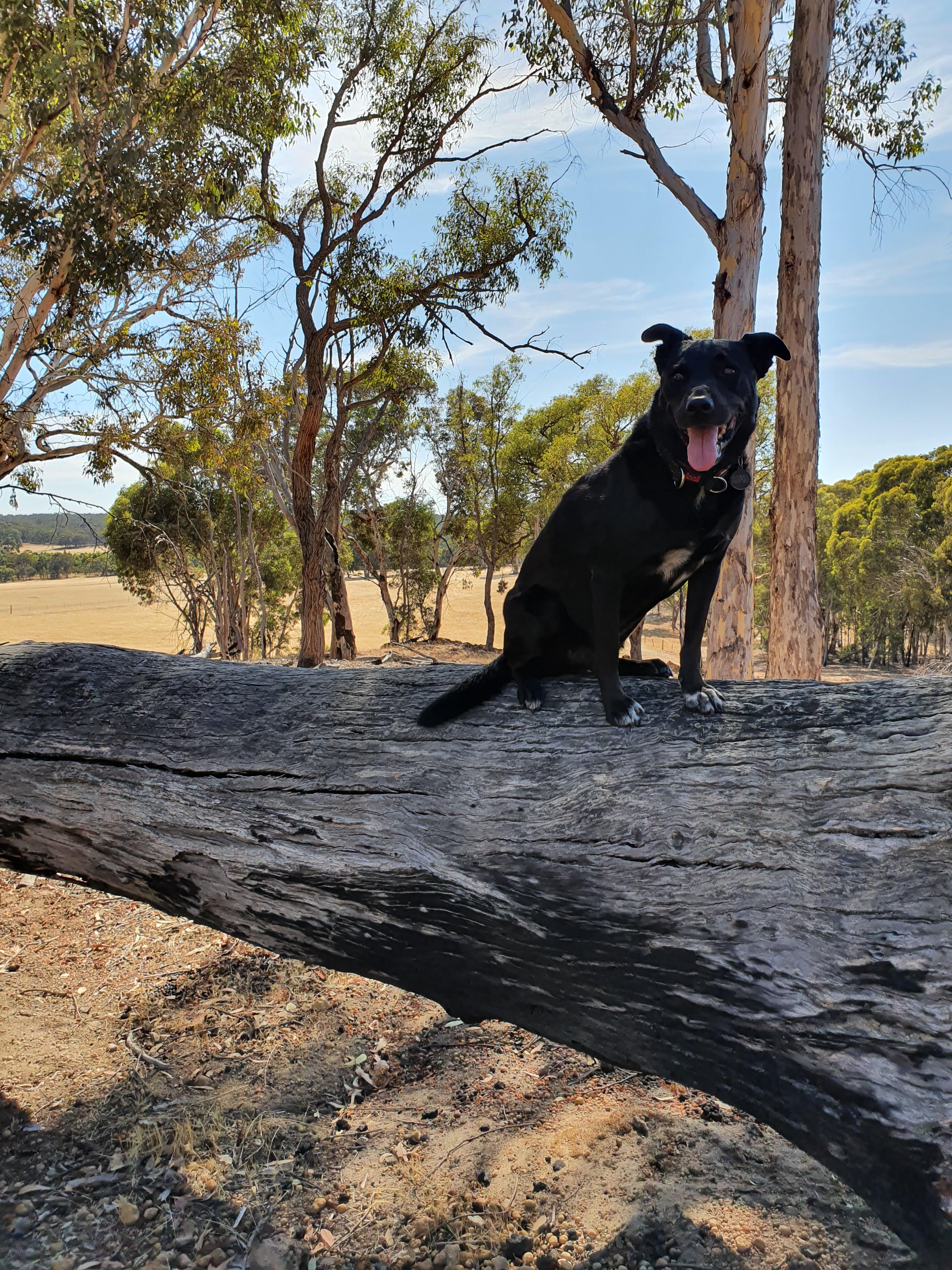 Well behaved dogs welcome! 