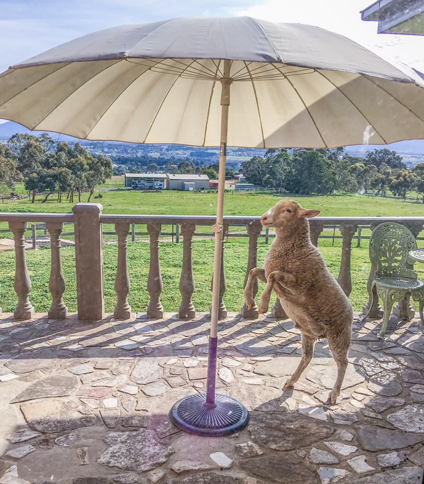 Galahad's Animal Sanctuary and B&B