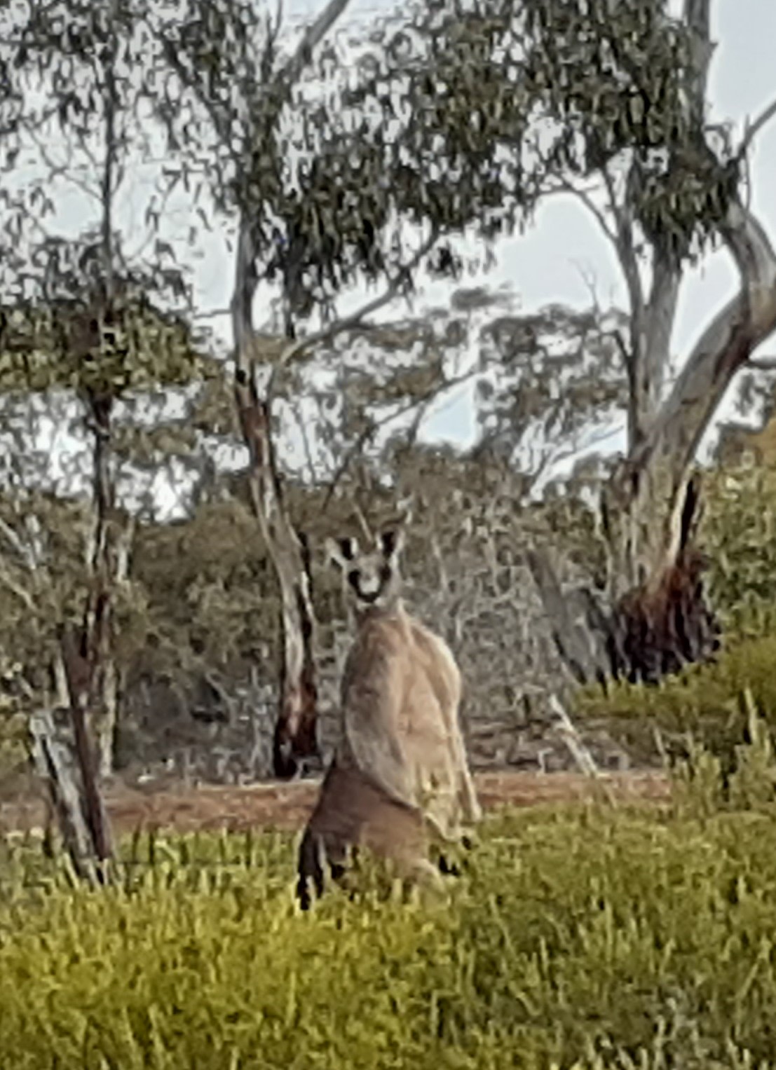 Large Western Grey Kangaroo