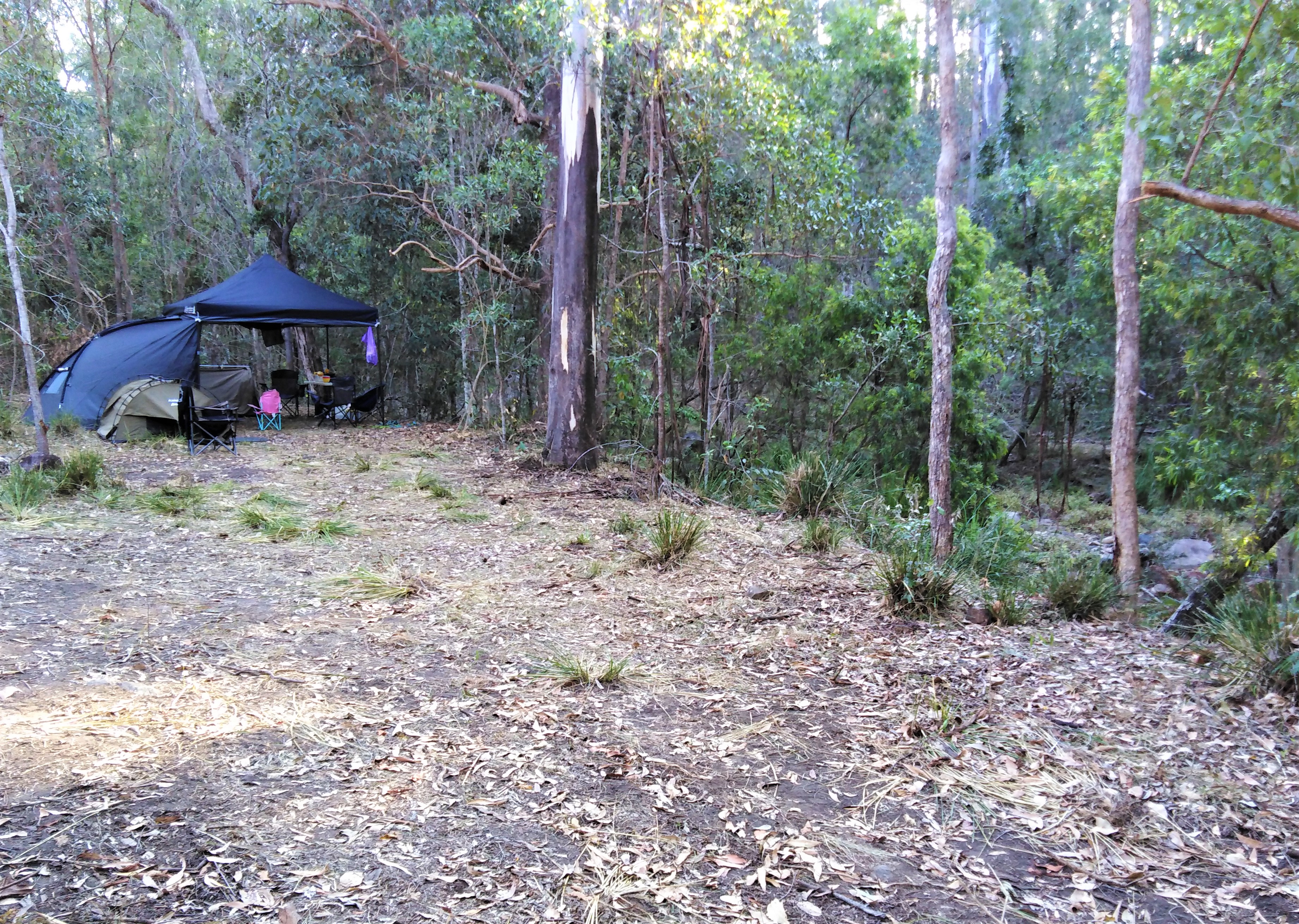 "Tall Gums" next to creek