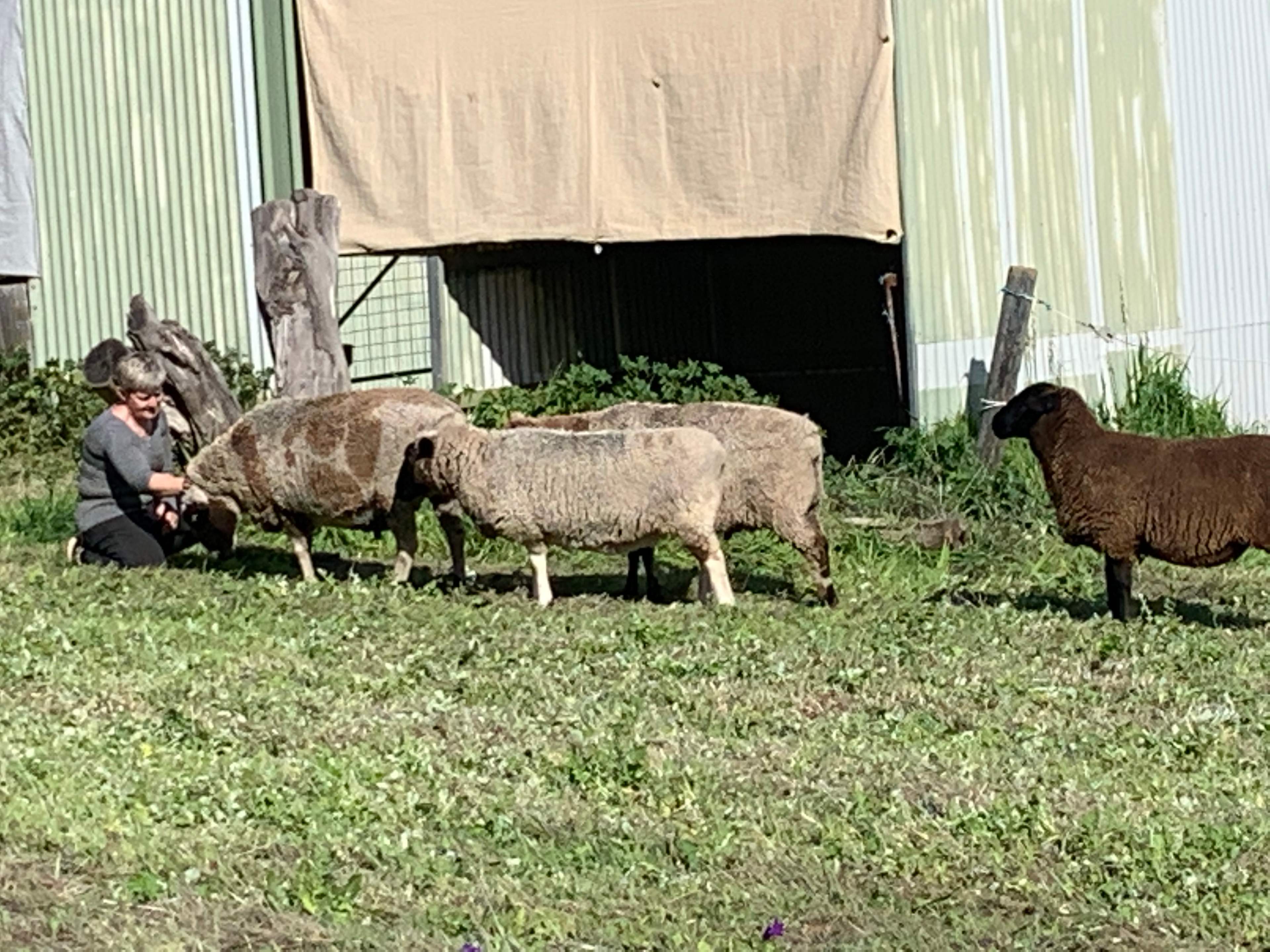 M and S Hobby Farm Toodyay