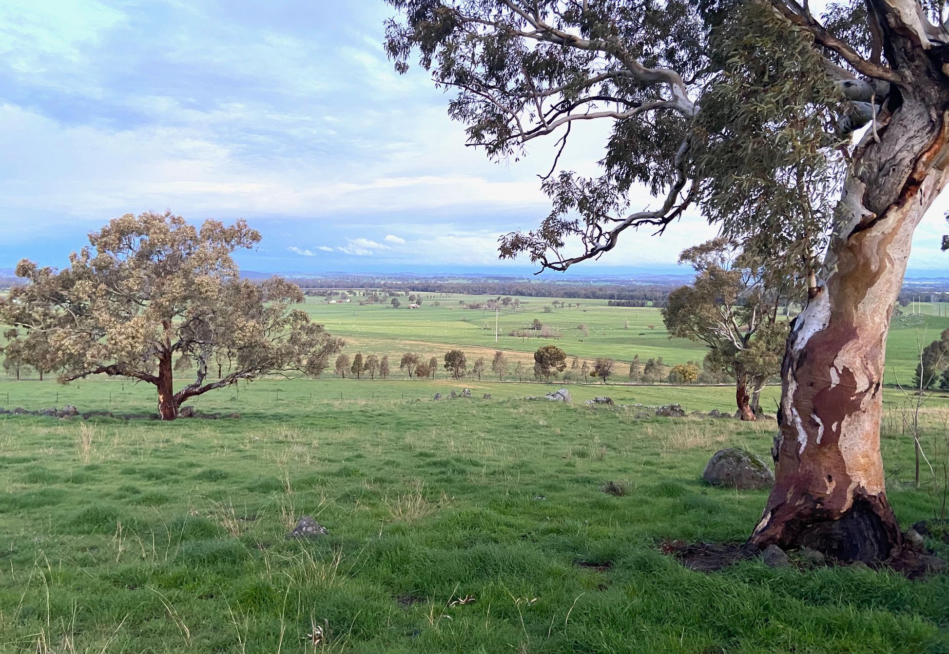Wagga Bundaleer