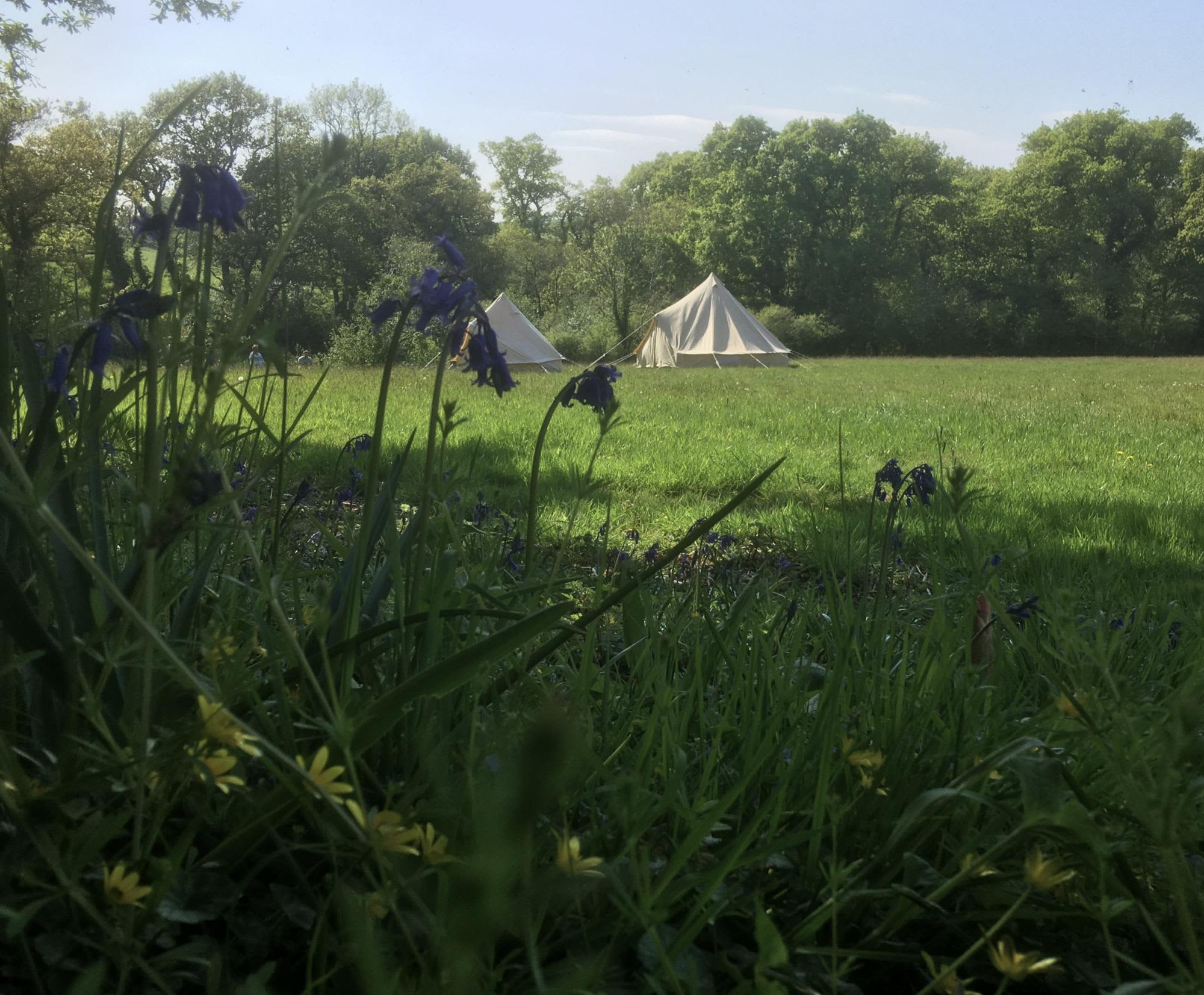 Old Hay Meadow