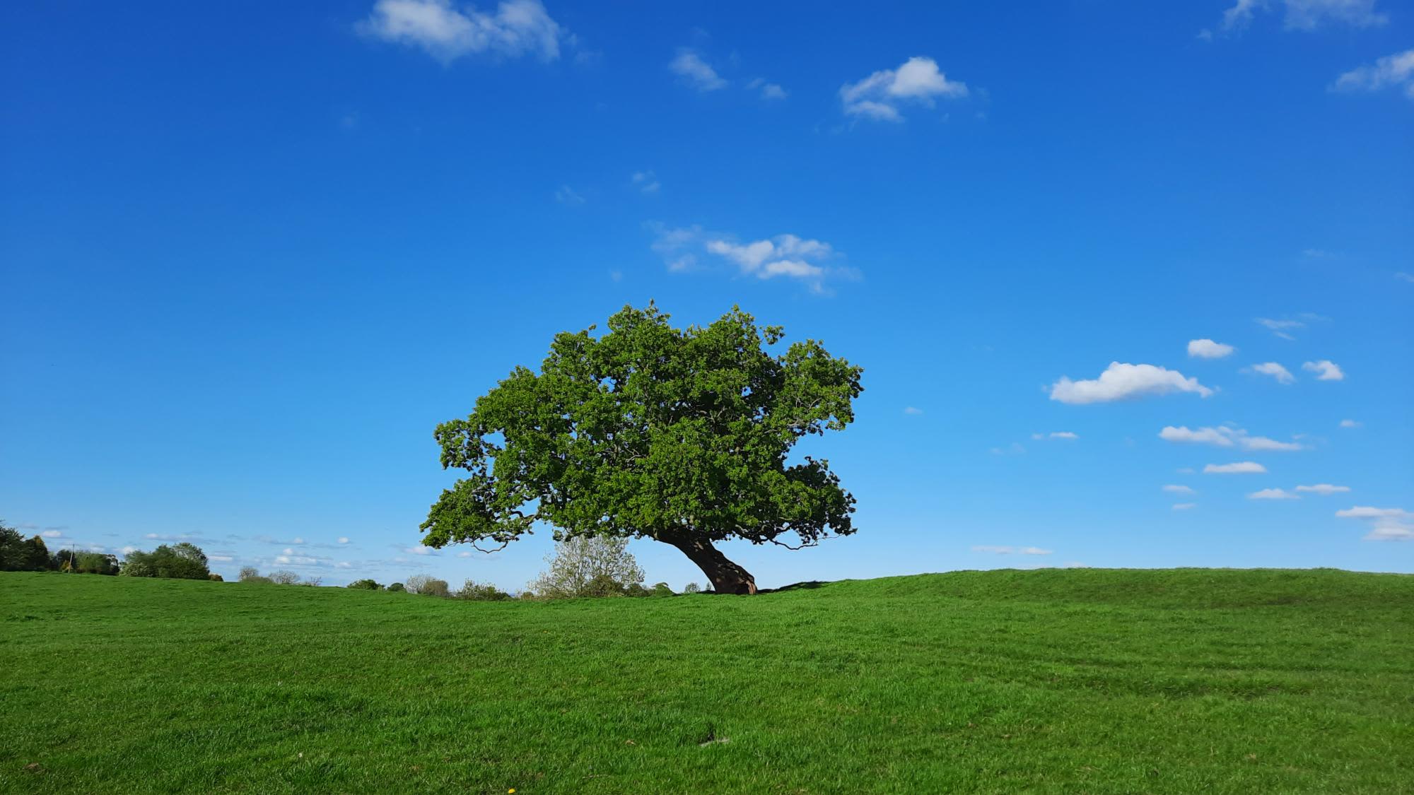 Tipsy Tree