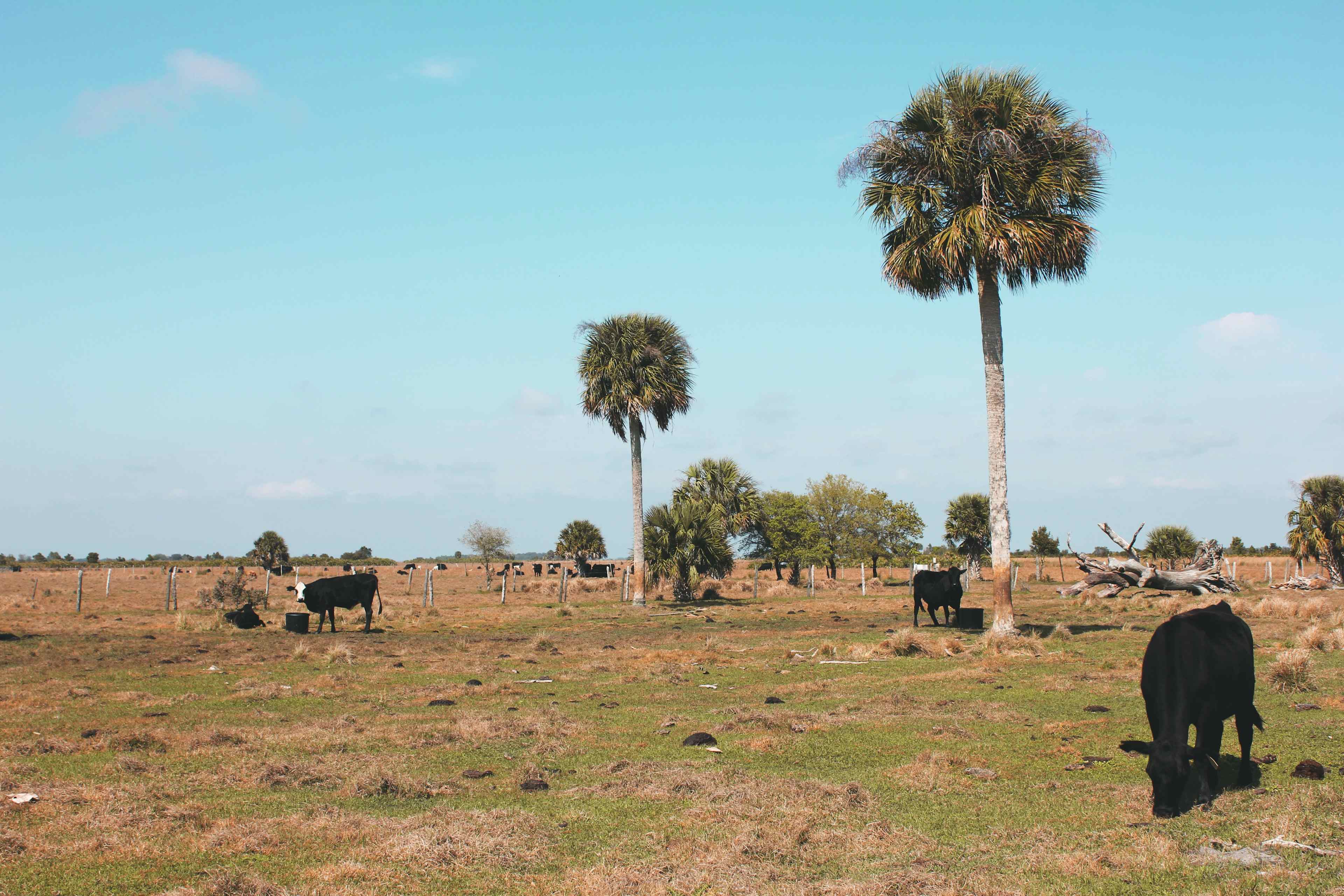Kilpatrick Hammock Campground