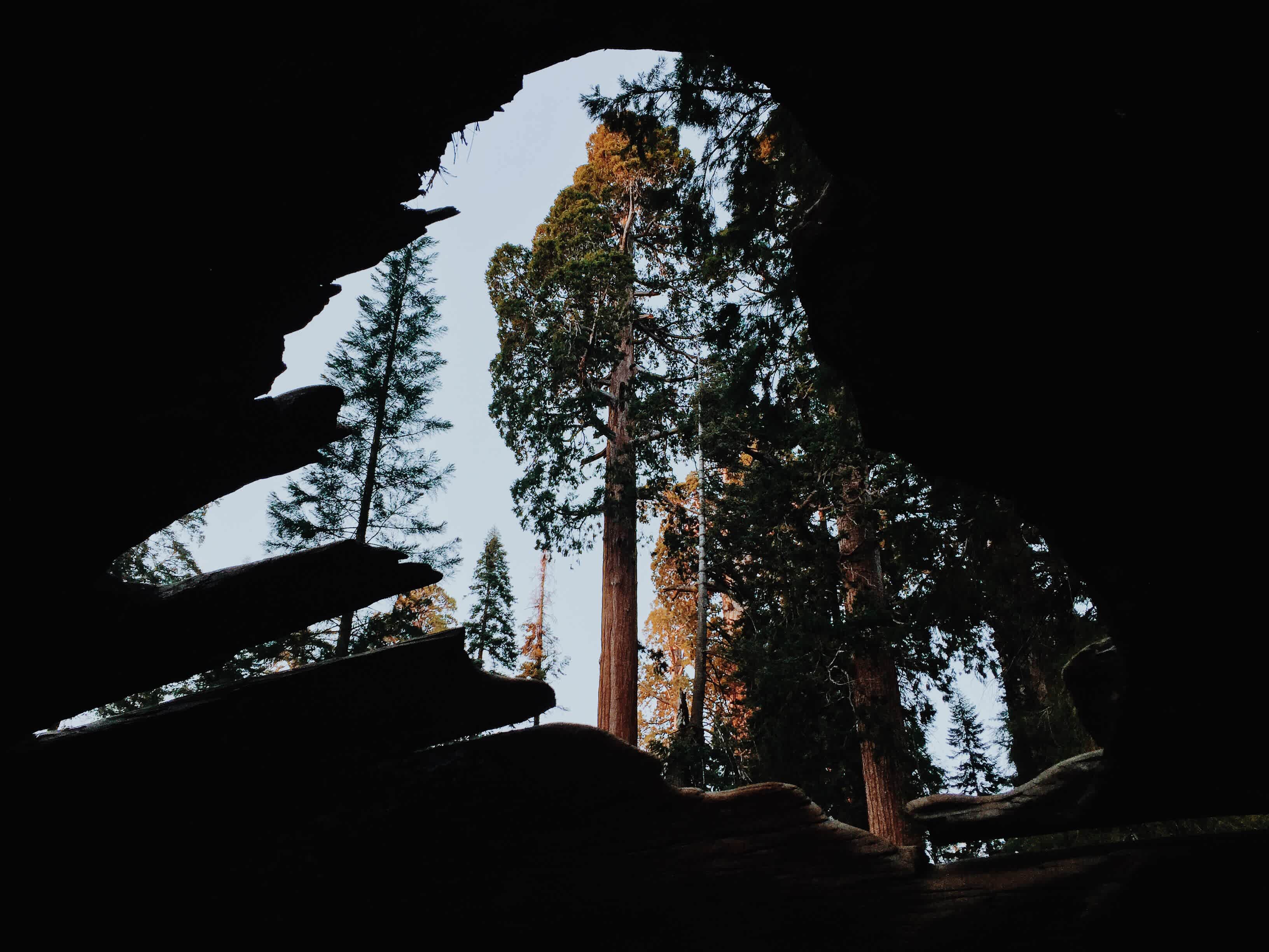 Grants Grove.