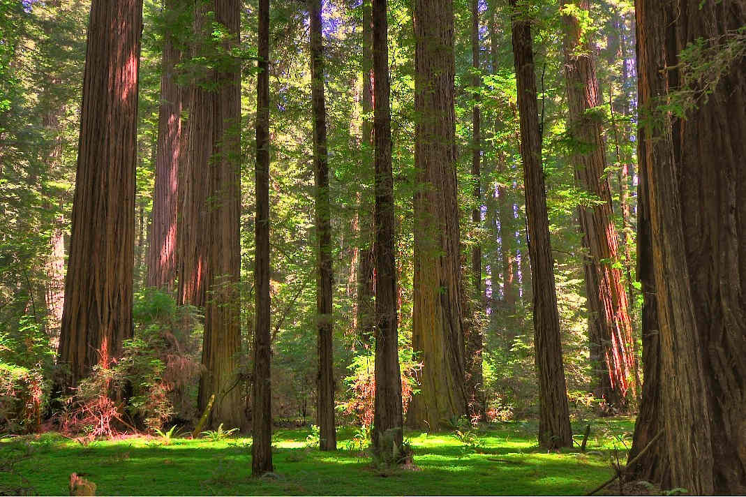 Marin Garden Club Group Camp