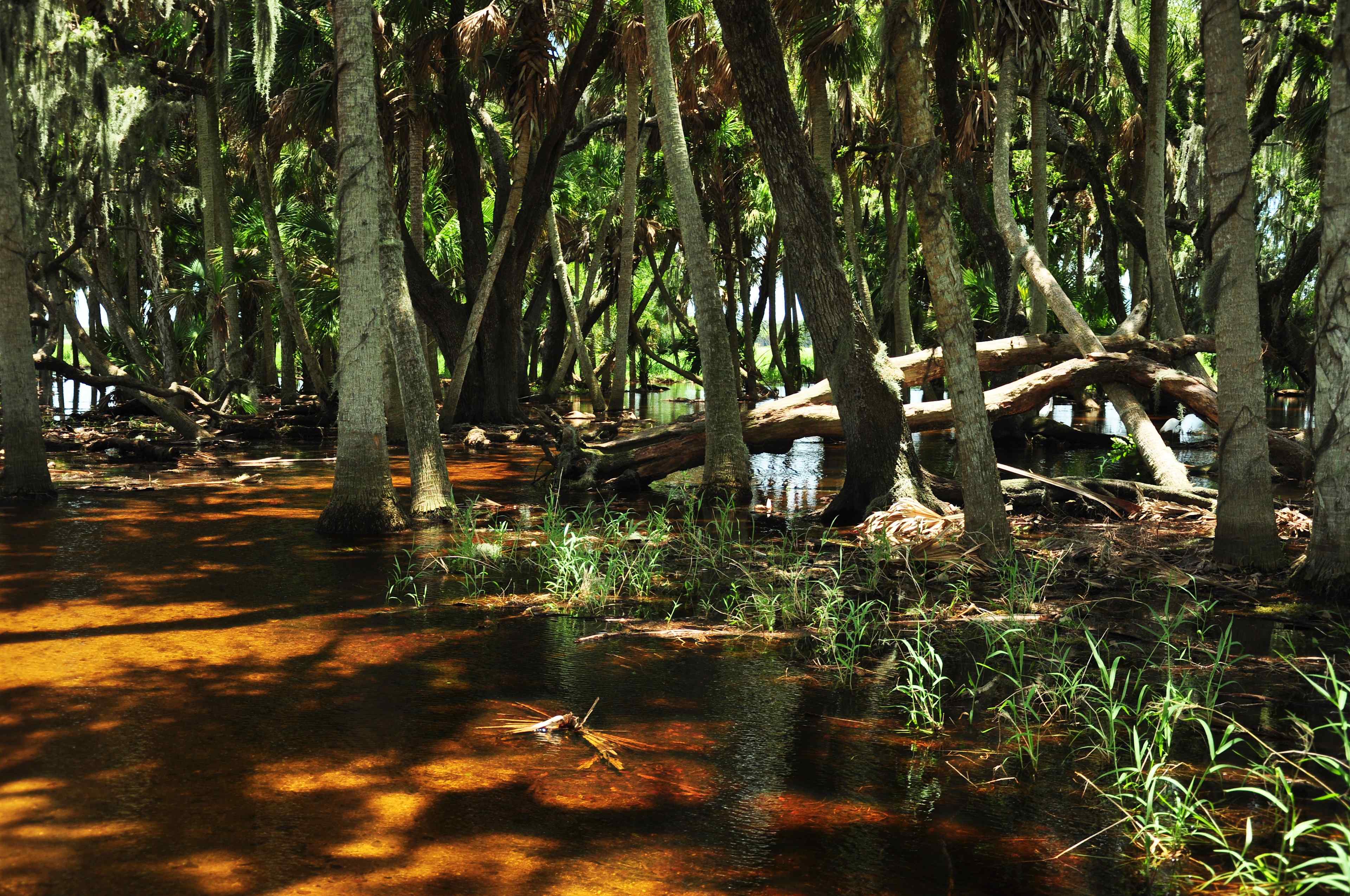 Myakka River Cabins