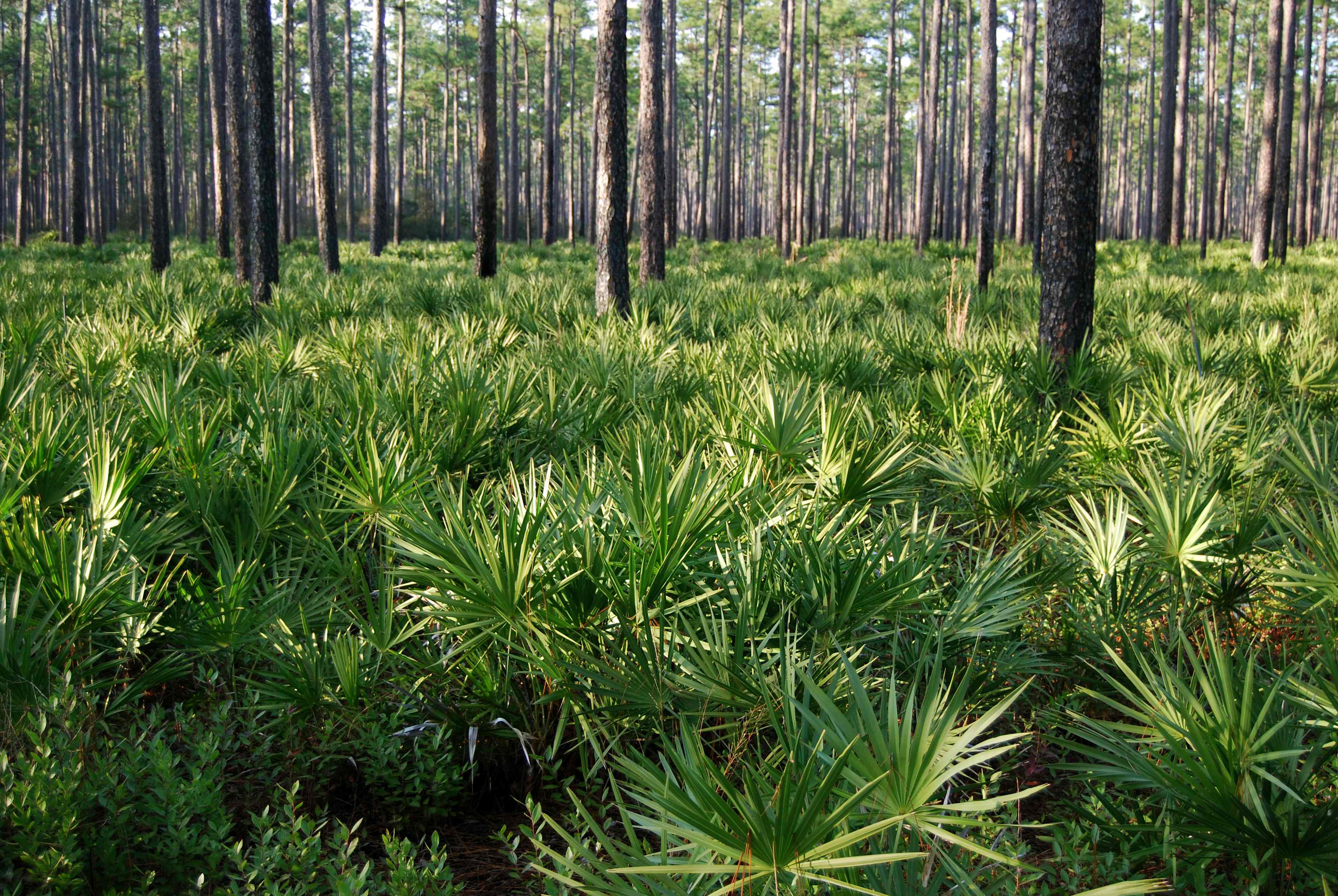 Florida Trail Primitive Campground