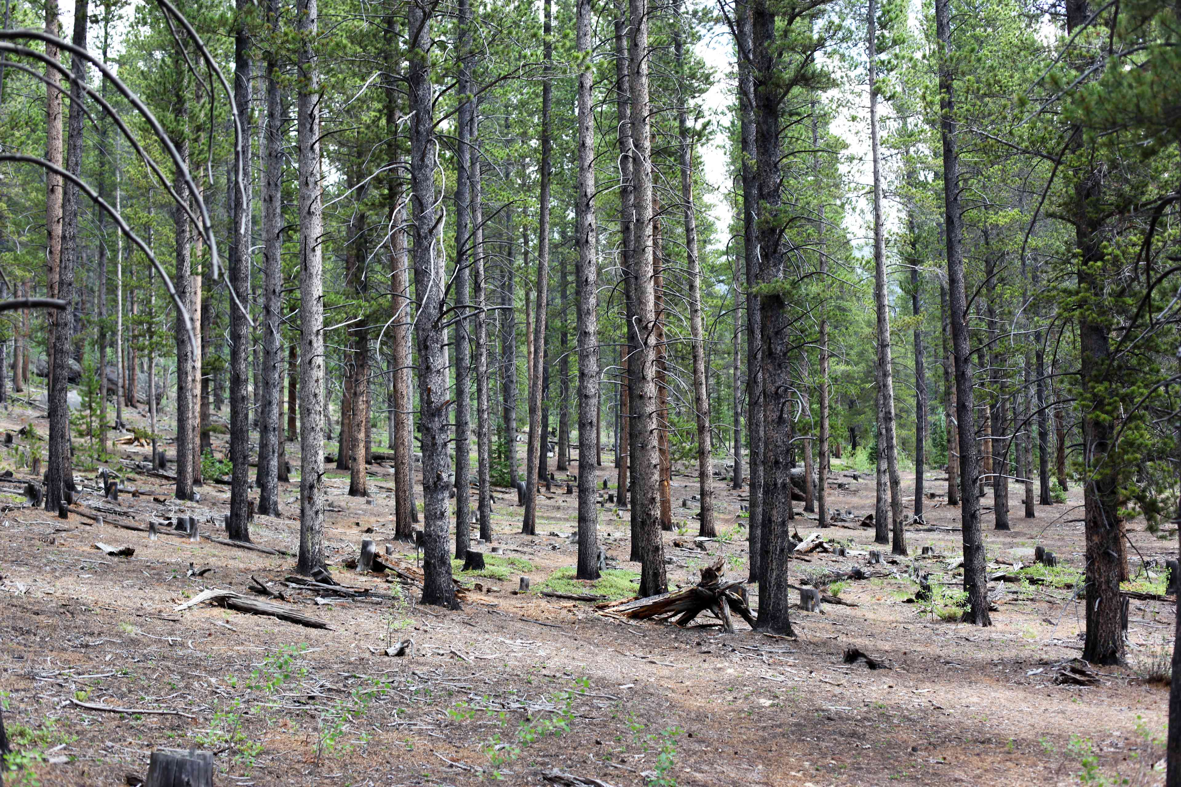Springer Gulch Campground