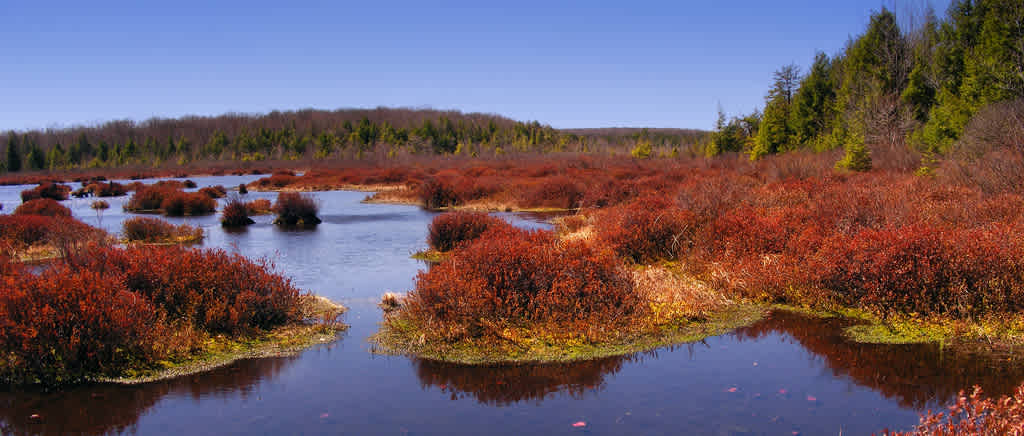 Black Moshannon Campground