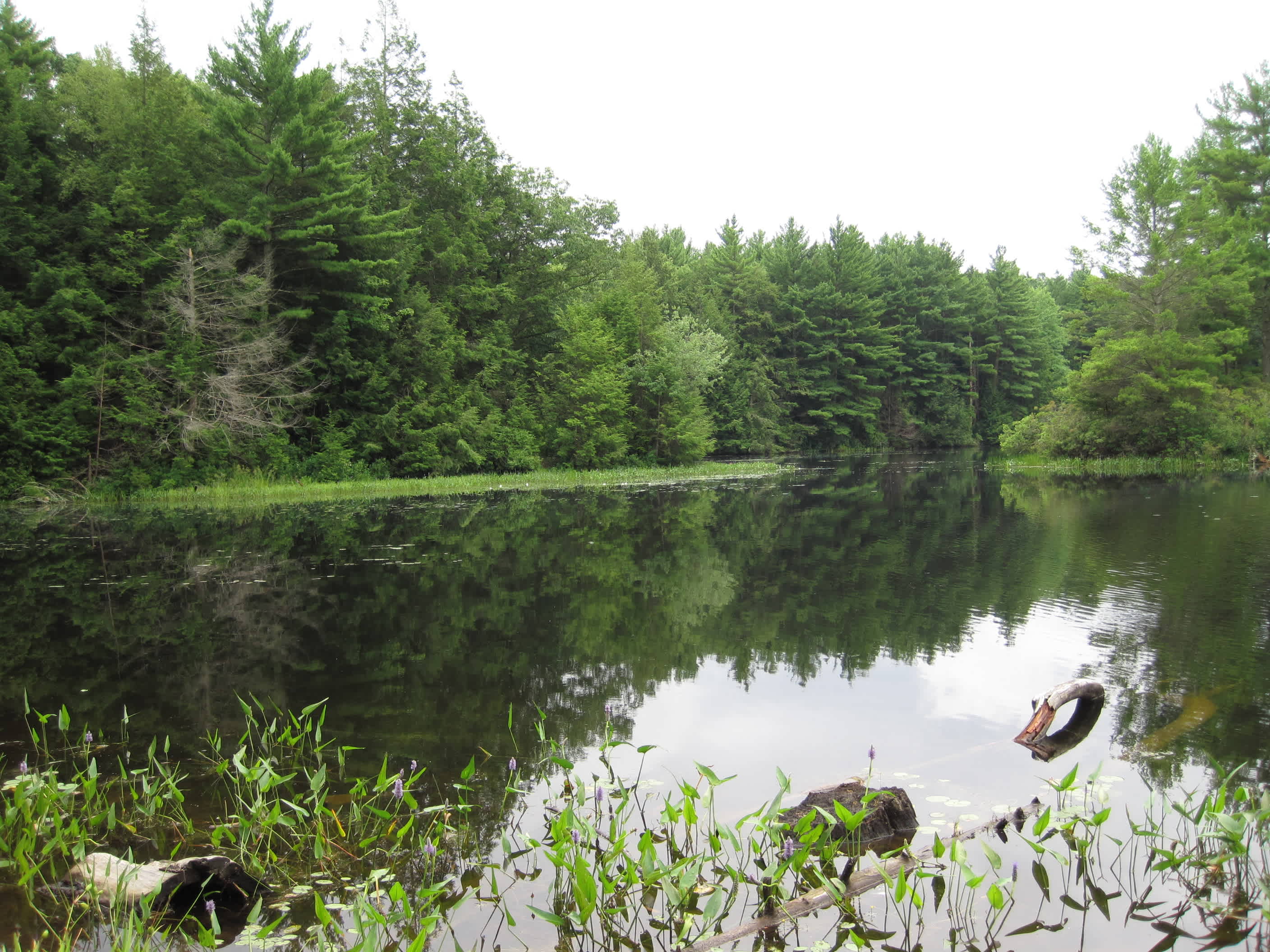 Breakneck Pond Campsite