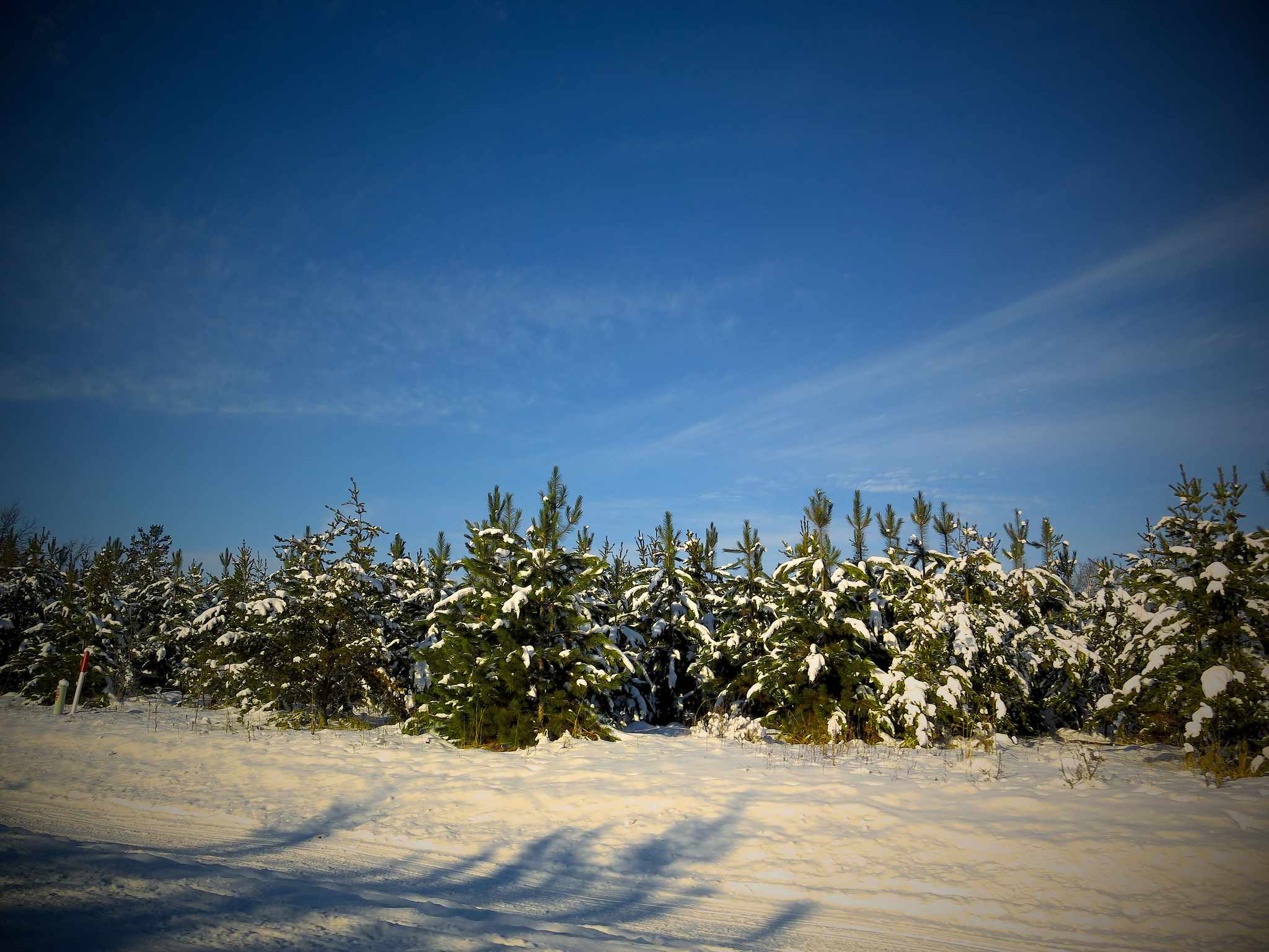 Crow Wing State Forest