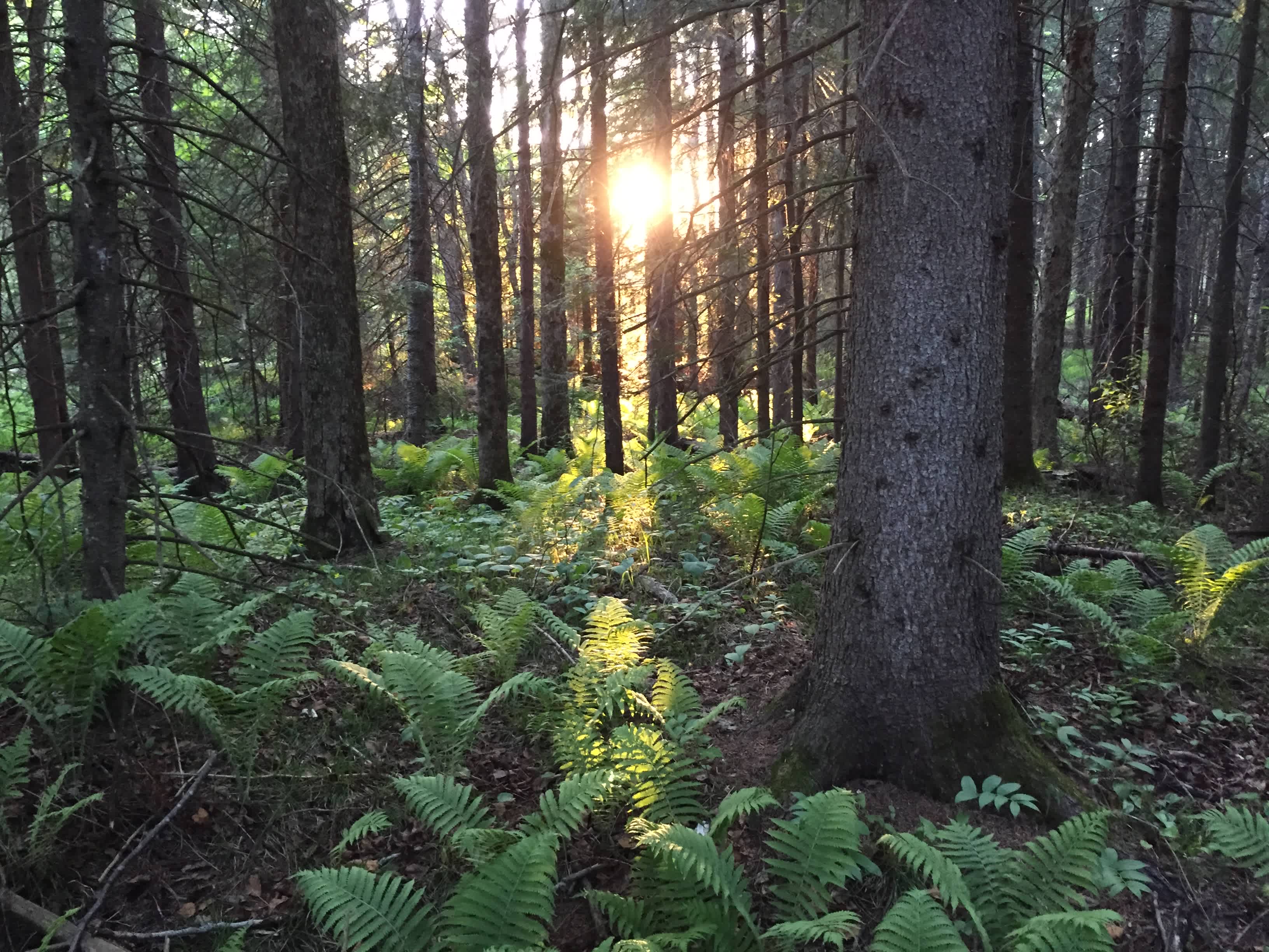 How beautiful is the campground? I took this photo behind a latrine. You'll like it here.