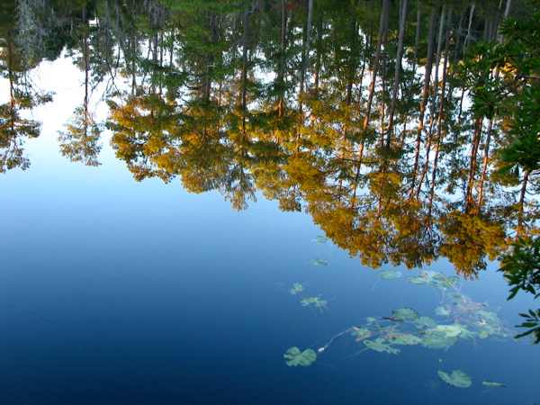 Poinsett Campground