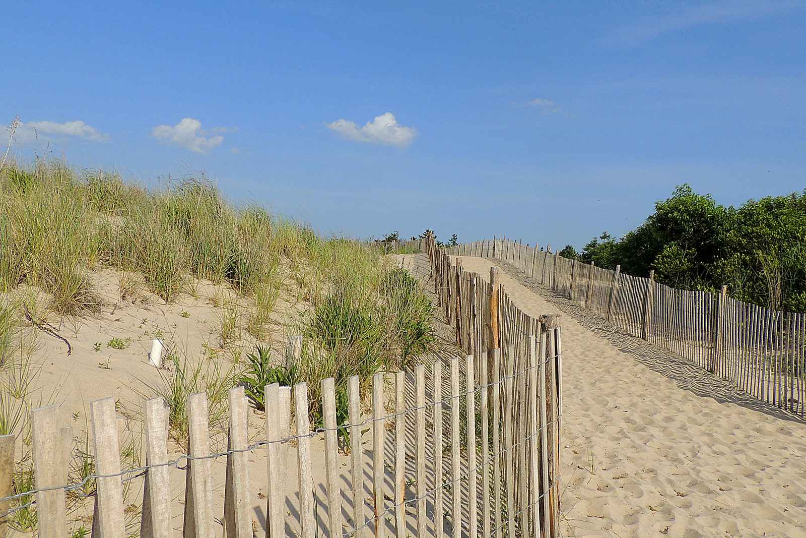 Headed to the beach at Cape Henlopen. 