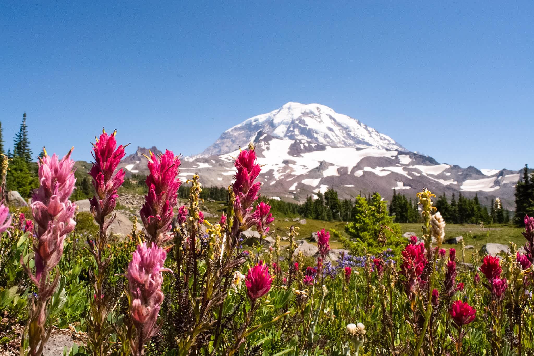 If you're camping at Mowich Lake, take the 6+ mile trail up to Spray Park! Stop ar the waterfall to see the fantastic, multi-tiered falls and then continue on for stunning views of Mount Rainier (and some wildflowers if the season is right)!
